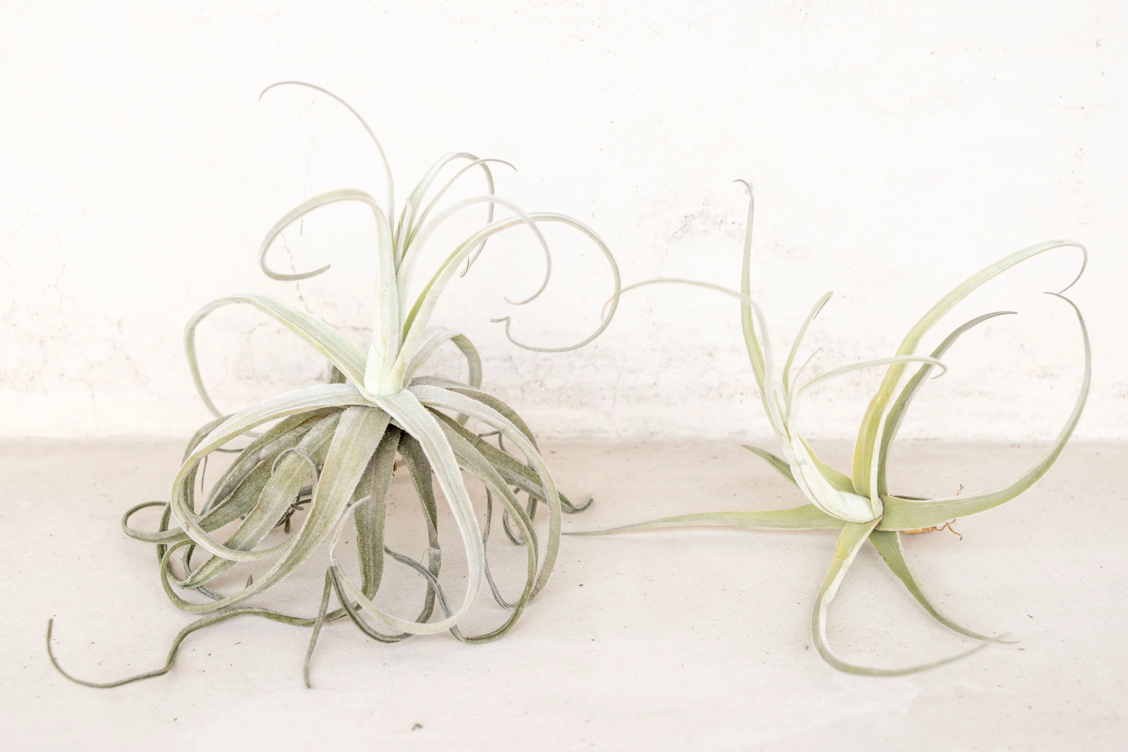 Tillandsia Streptocarpa Air Plant - Image 6