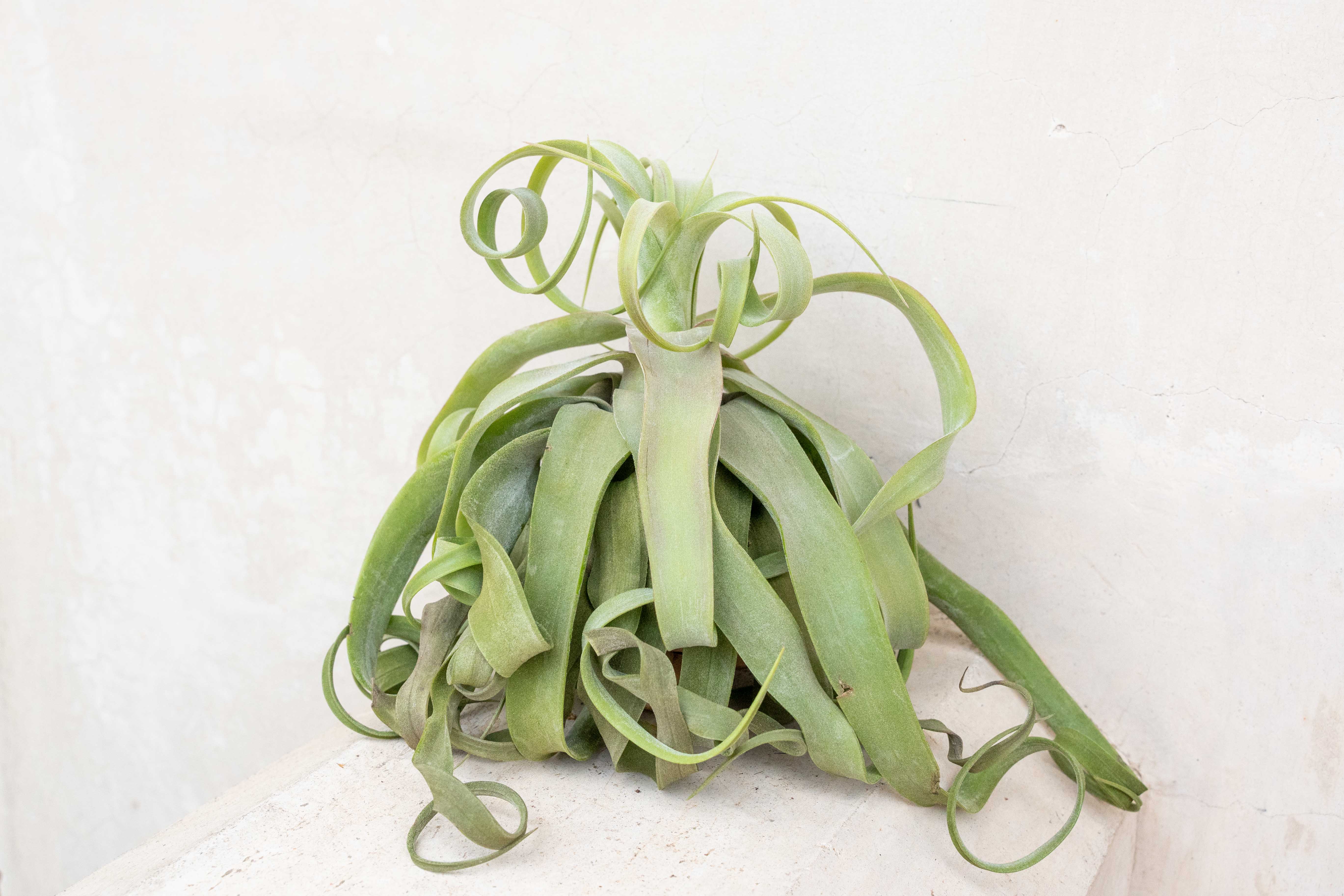Tillandsia Streptophylla Air Plant - Image 4