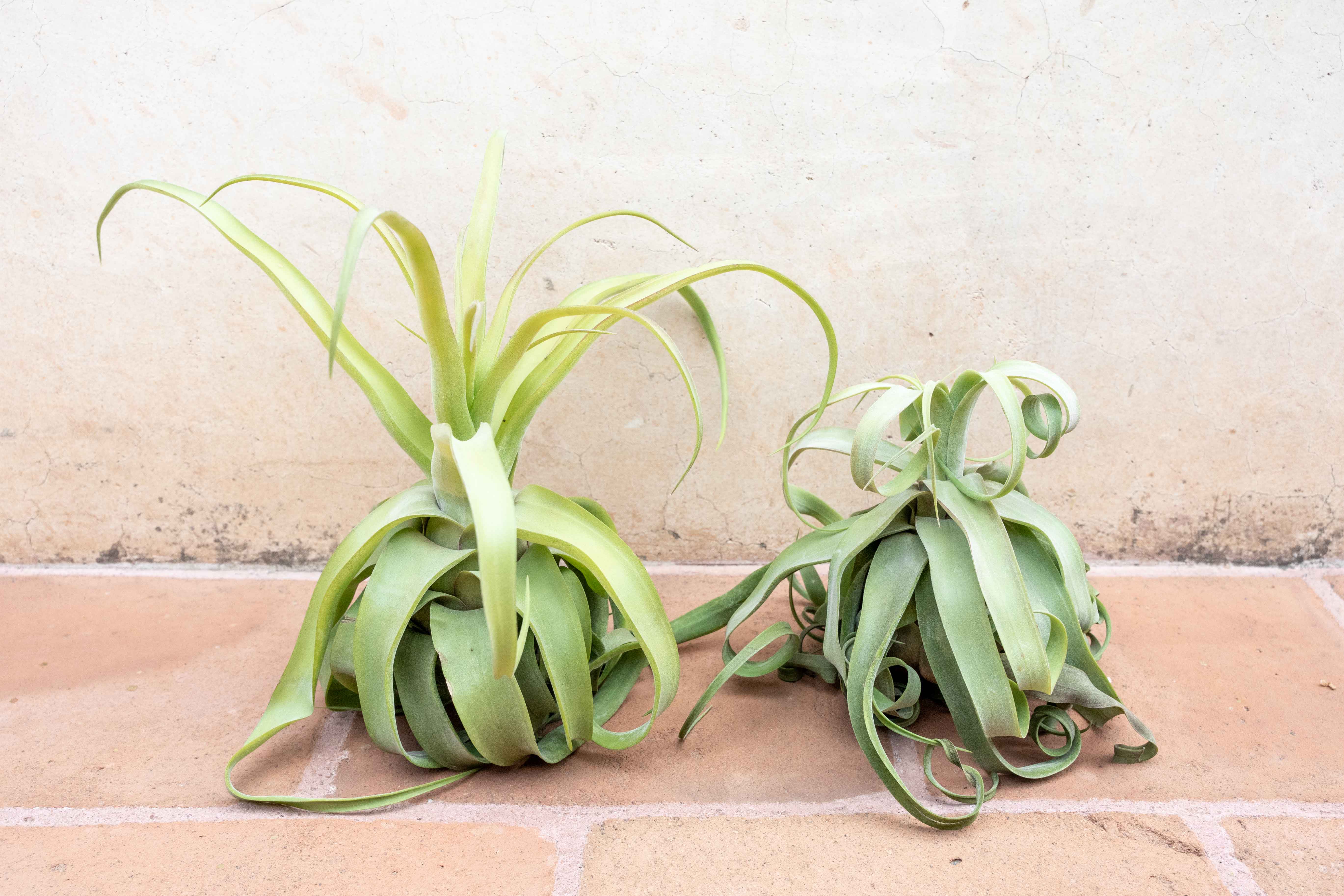Tillandsia Streptophylla Air Plant - Image 5