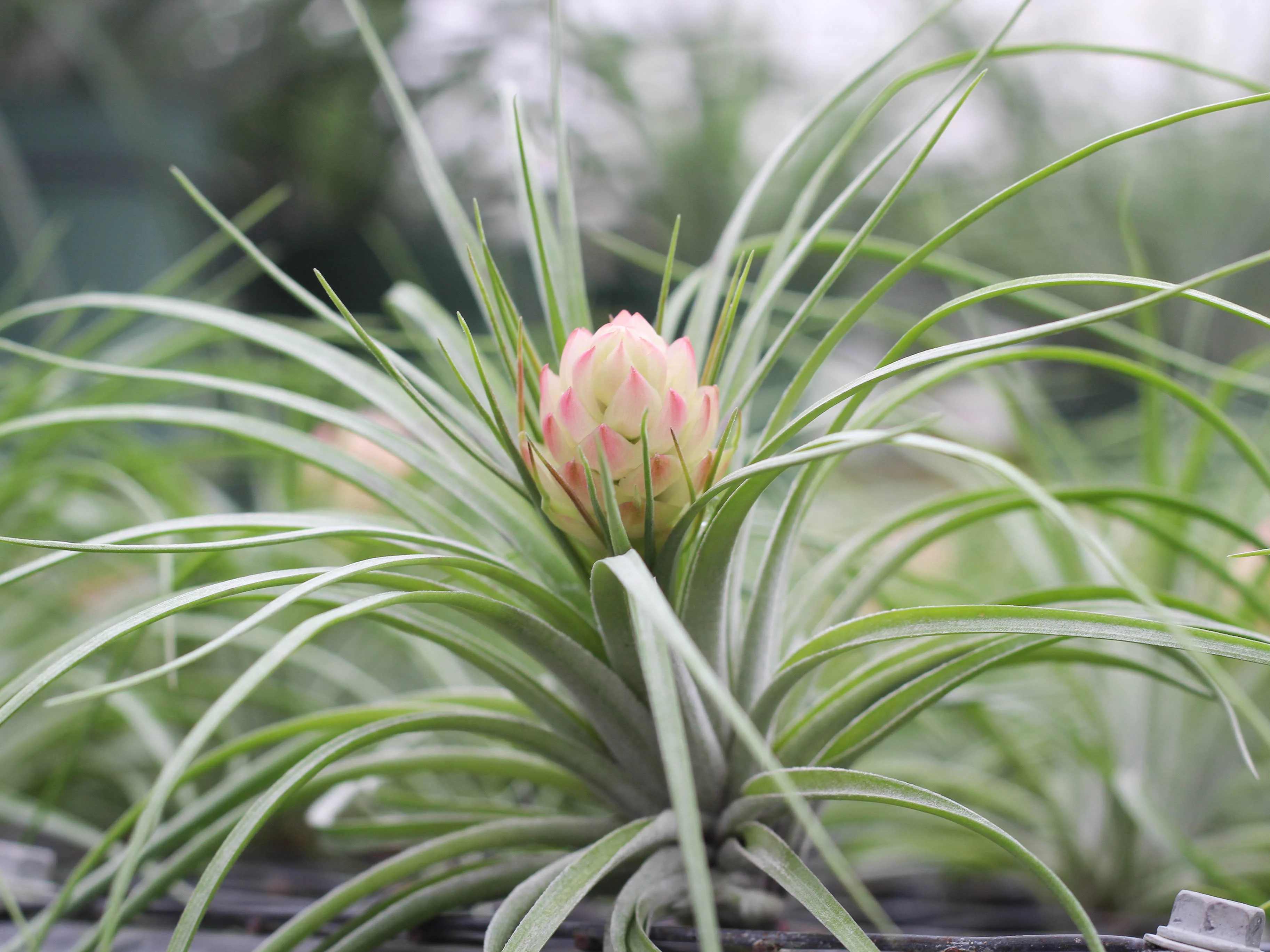 Tillandsia 'Green' Stricta Soft Air Plant - Image 3