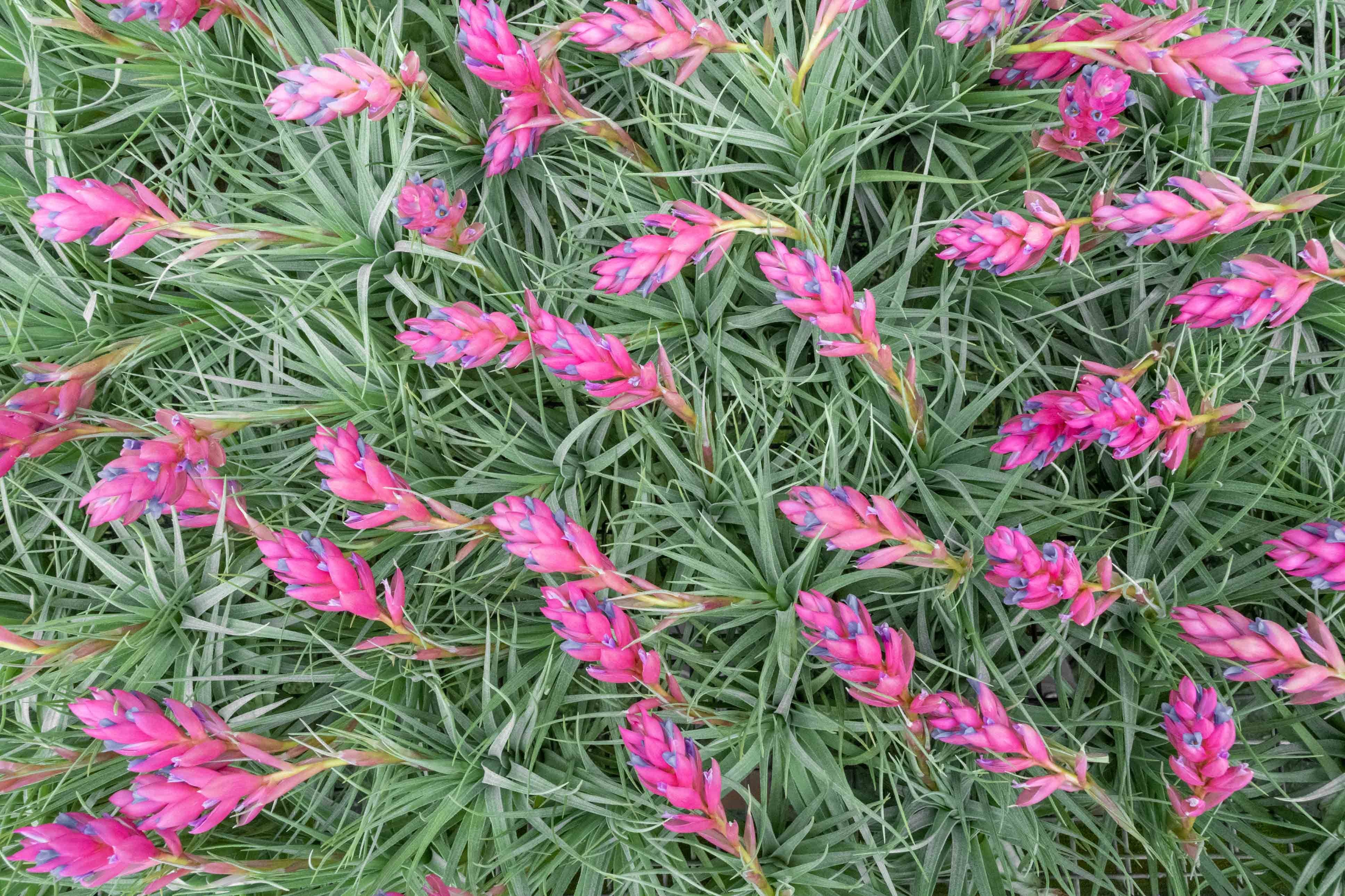 Tillandsia 'Green' Stricta Soft Air Plant - Image 4