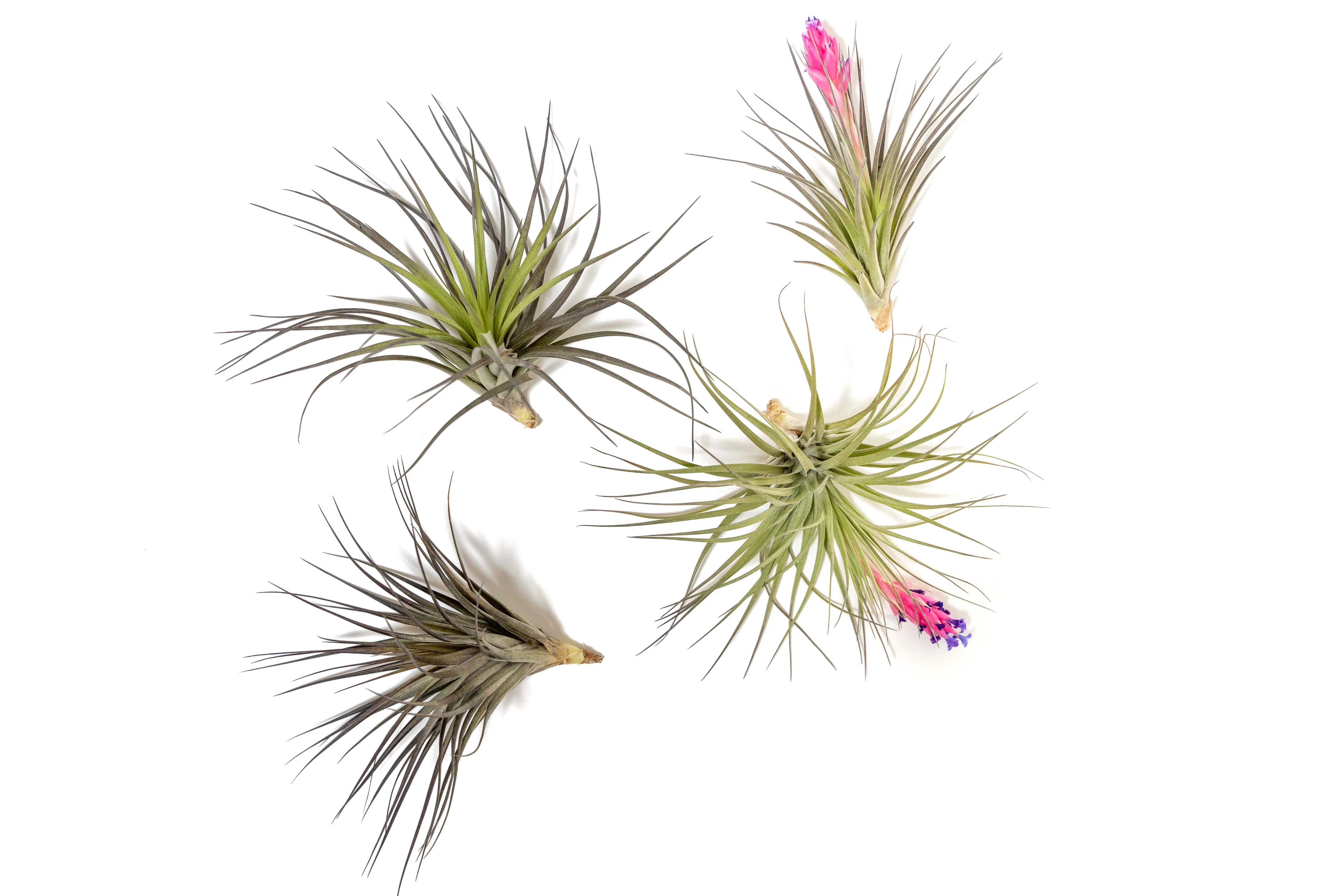 Tillandsia 'Midnight' Stricta Air Plant - Image 3