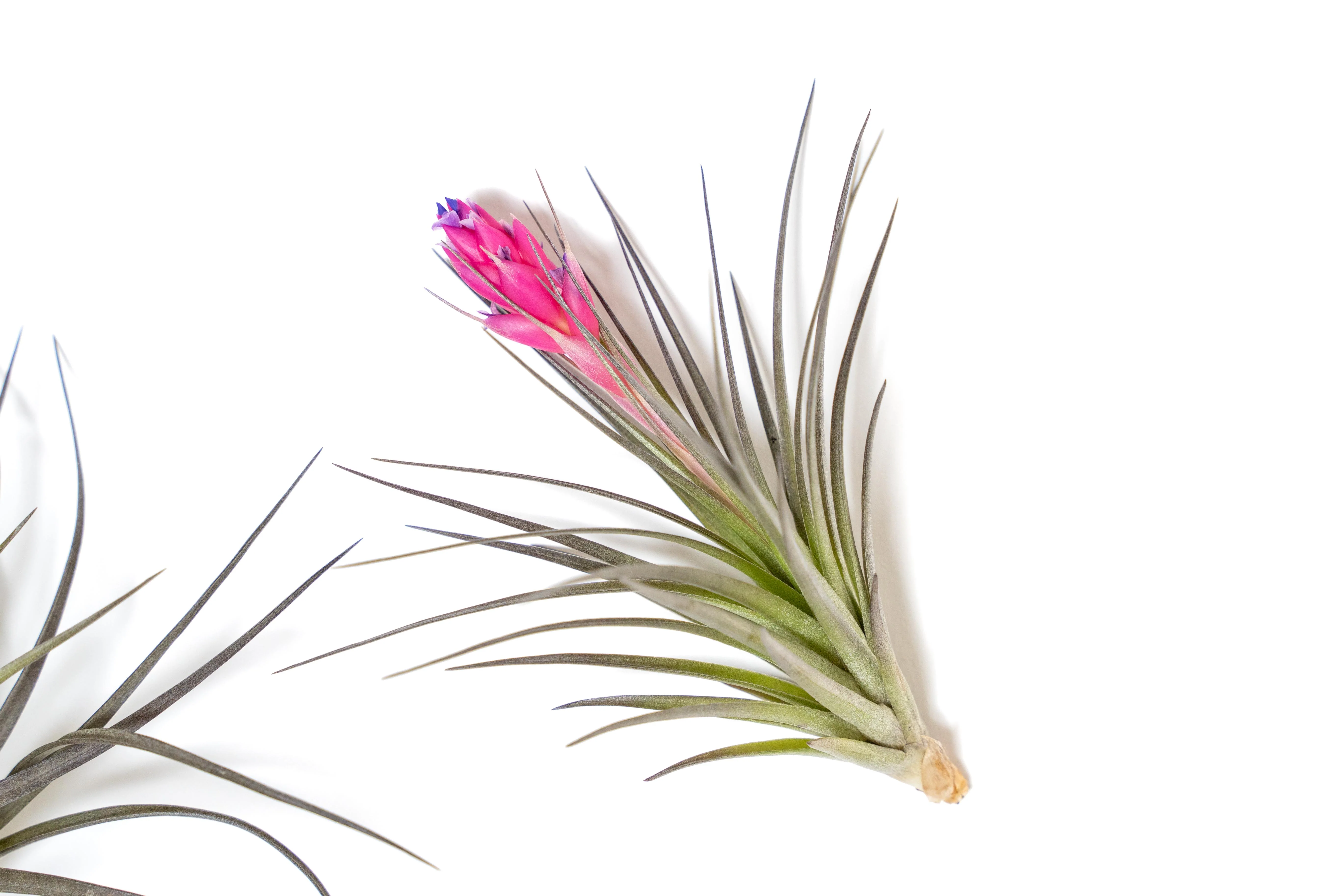 Tillandsia 'Midnight' Stricta Air Plant - Image 4