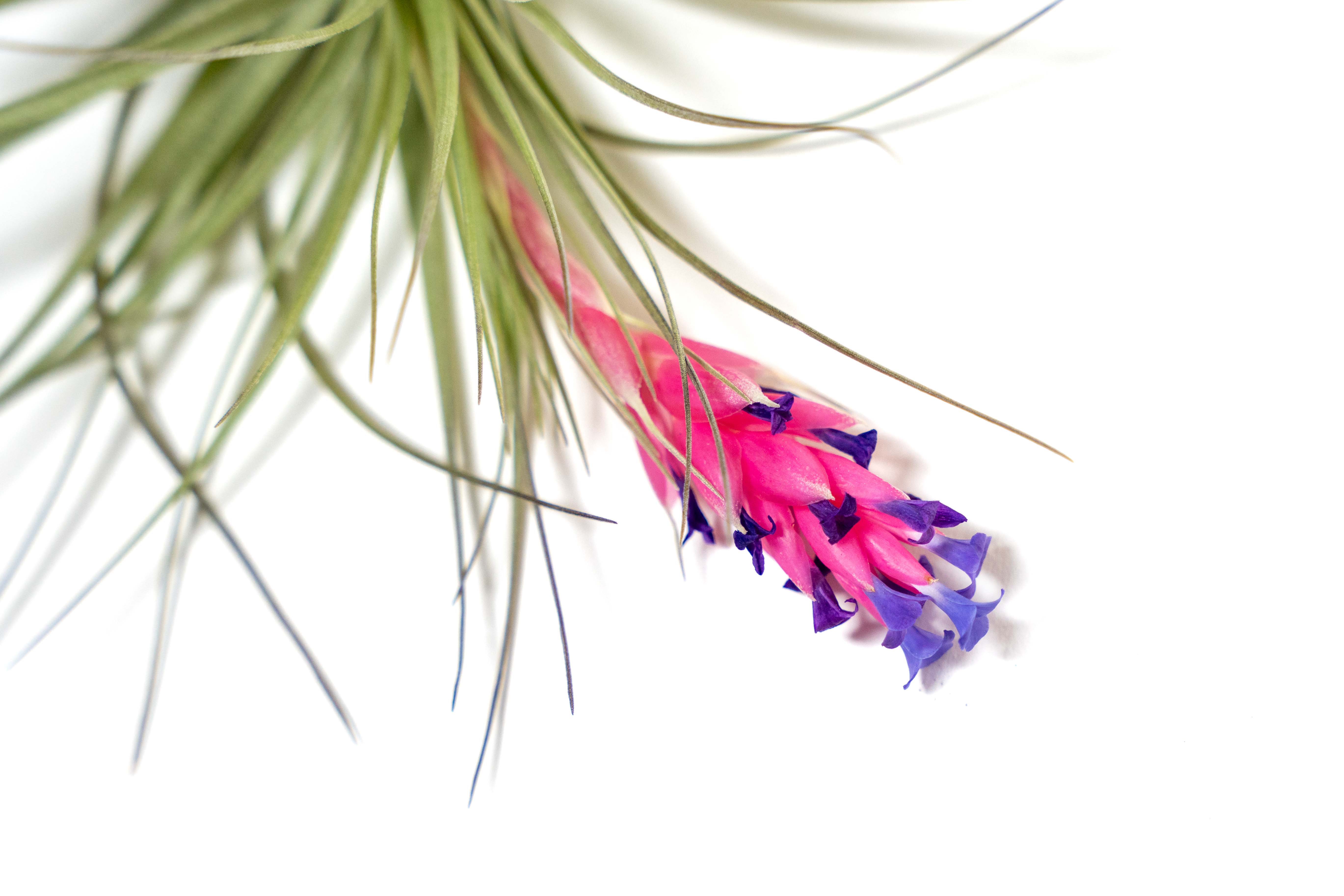 Tillandsia 'Midnight' Stricta Air Plant - Image 5