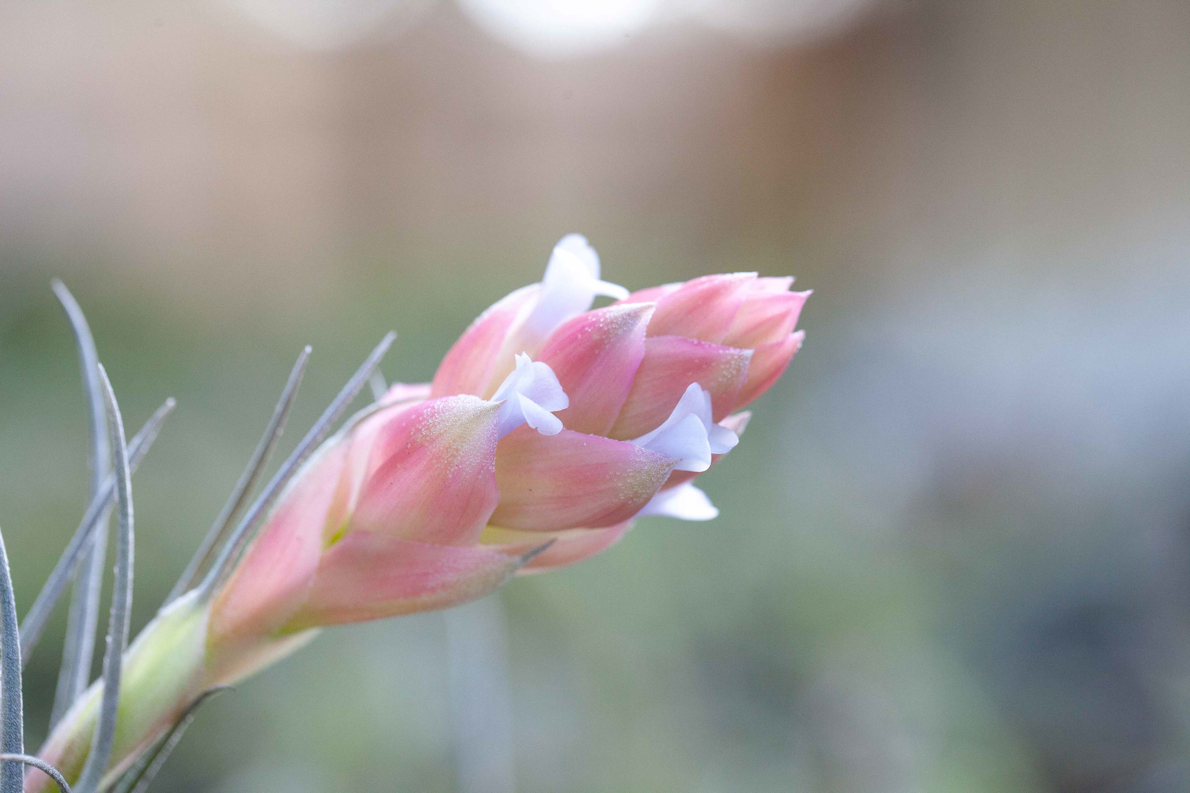 Tillandsia 'Velvet' Stricta Soft Air Plant - Image 2