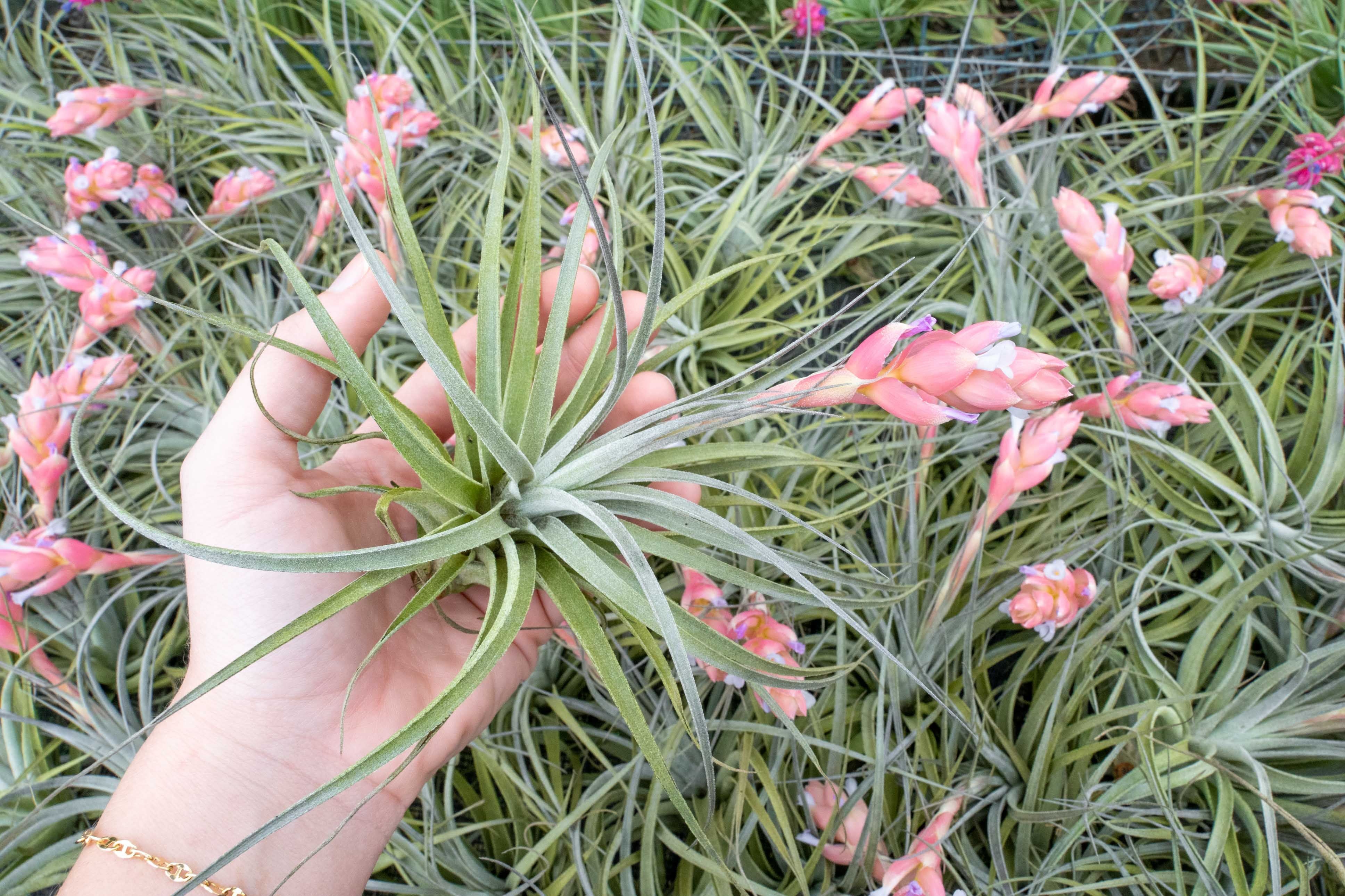 Tillandsia 'Velvet' Stricta Soft Air Plant - Image 3