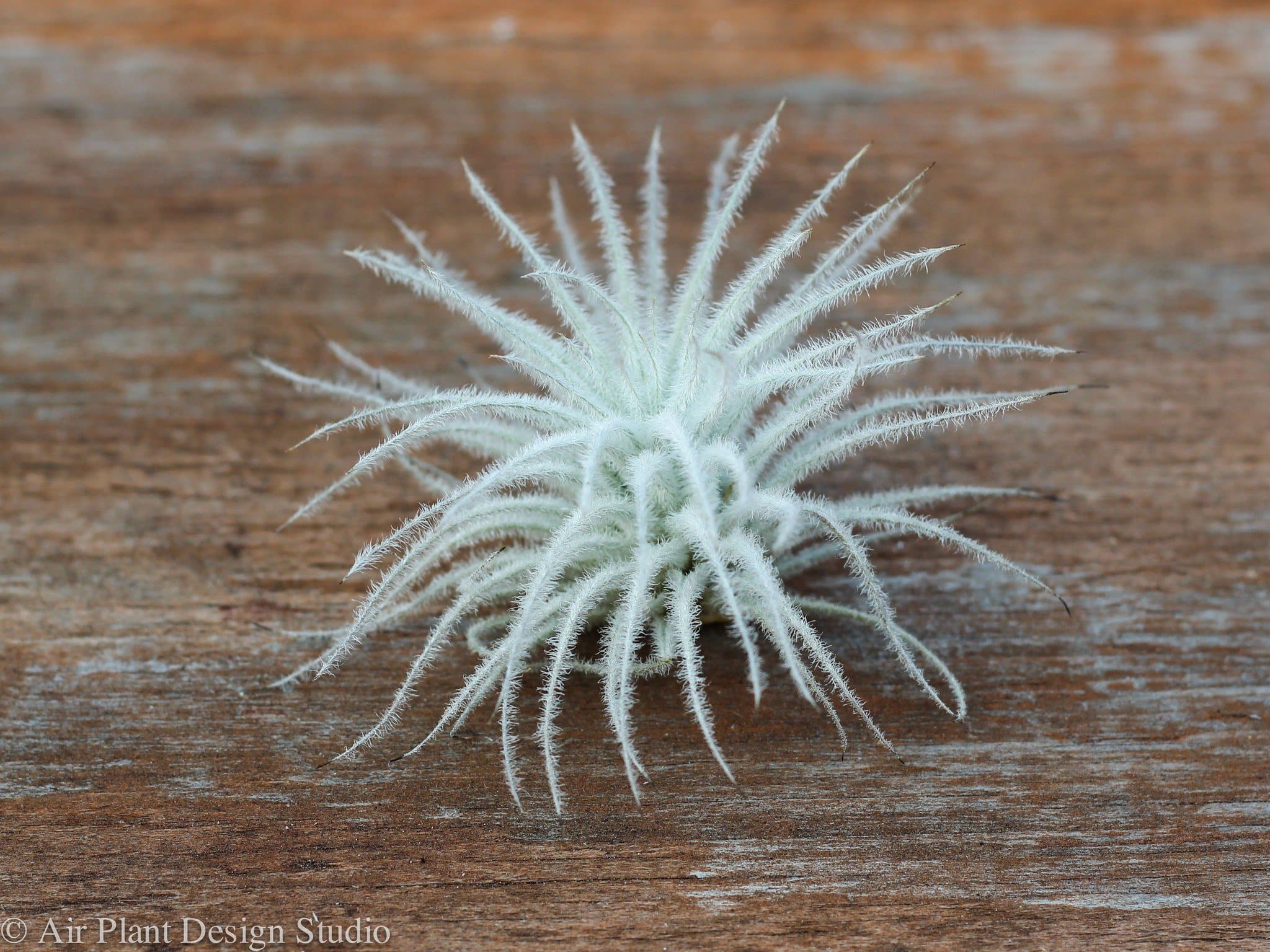 Tillandsia Tectorum Ecuador Air Plant - Image 5