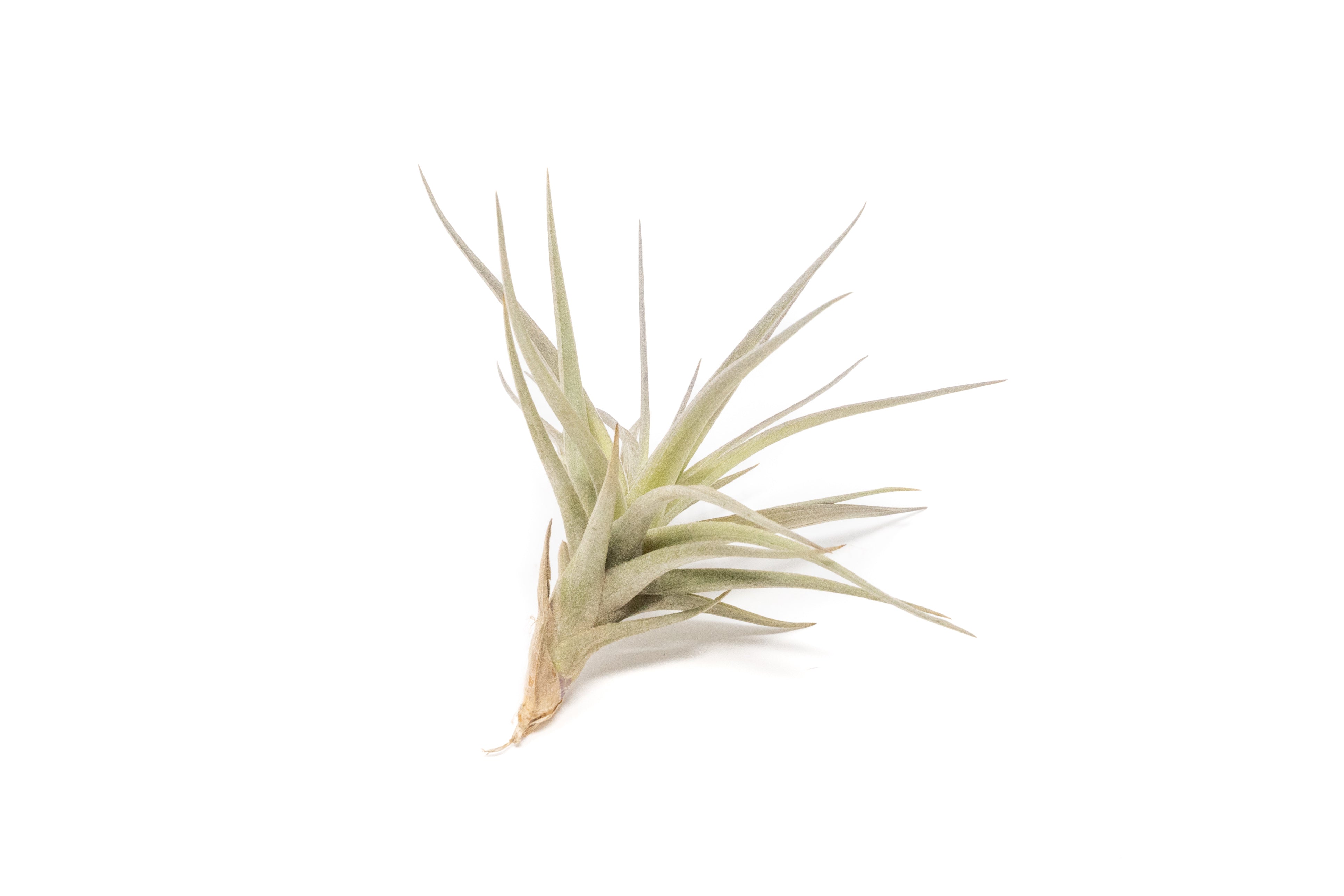 Tillandsia Tenuifolia Air Plant - Image 2