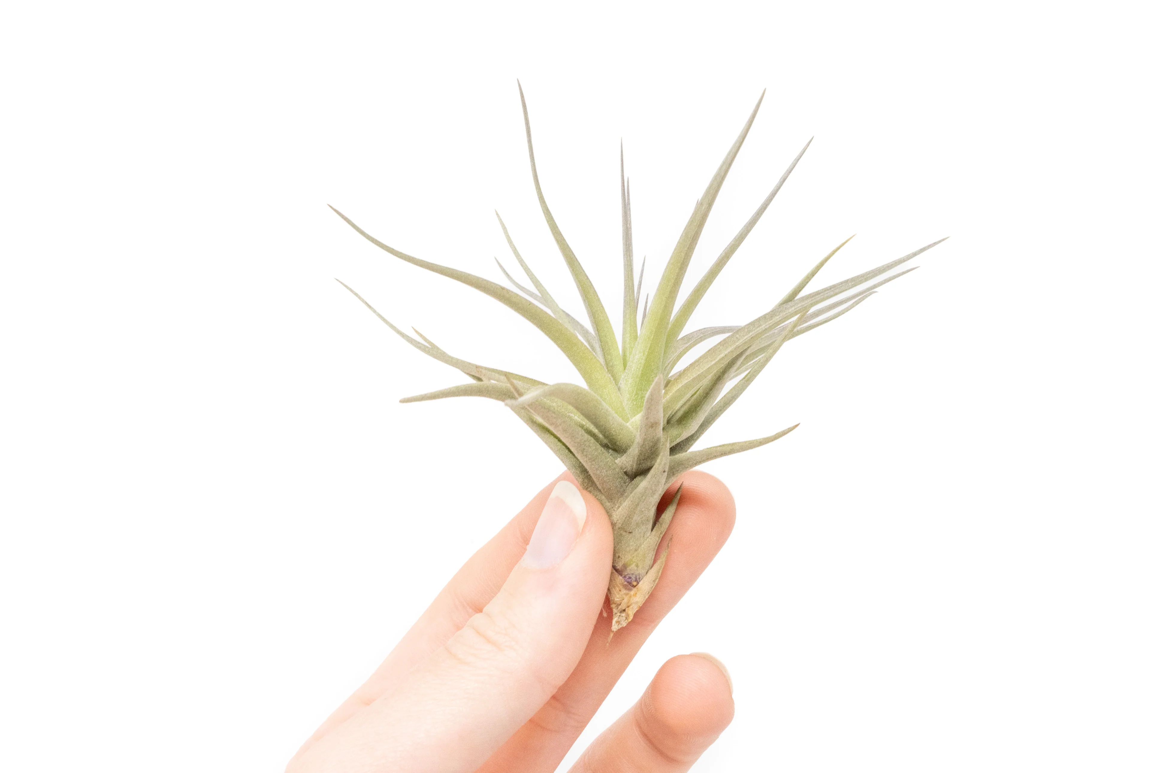Tillandsia Tenuifolia Air Plant - Image 3