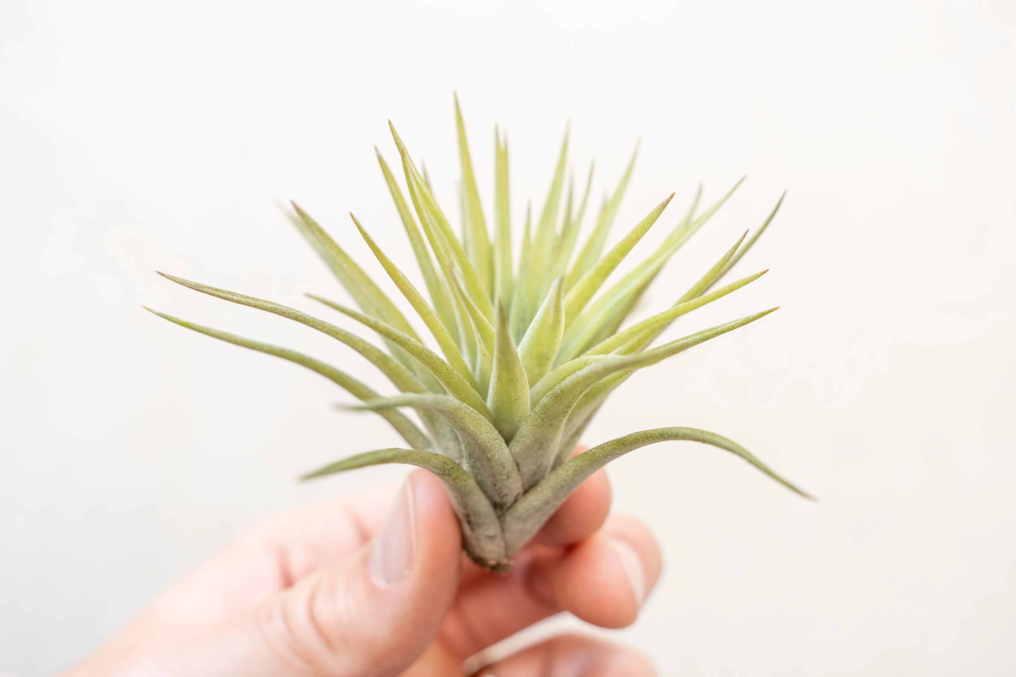 Tillandsia Velutina Air Plant - Image 5