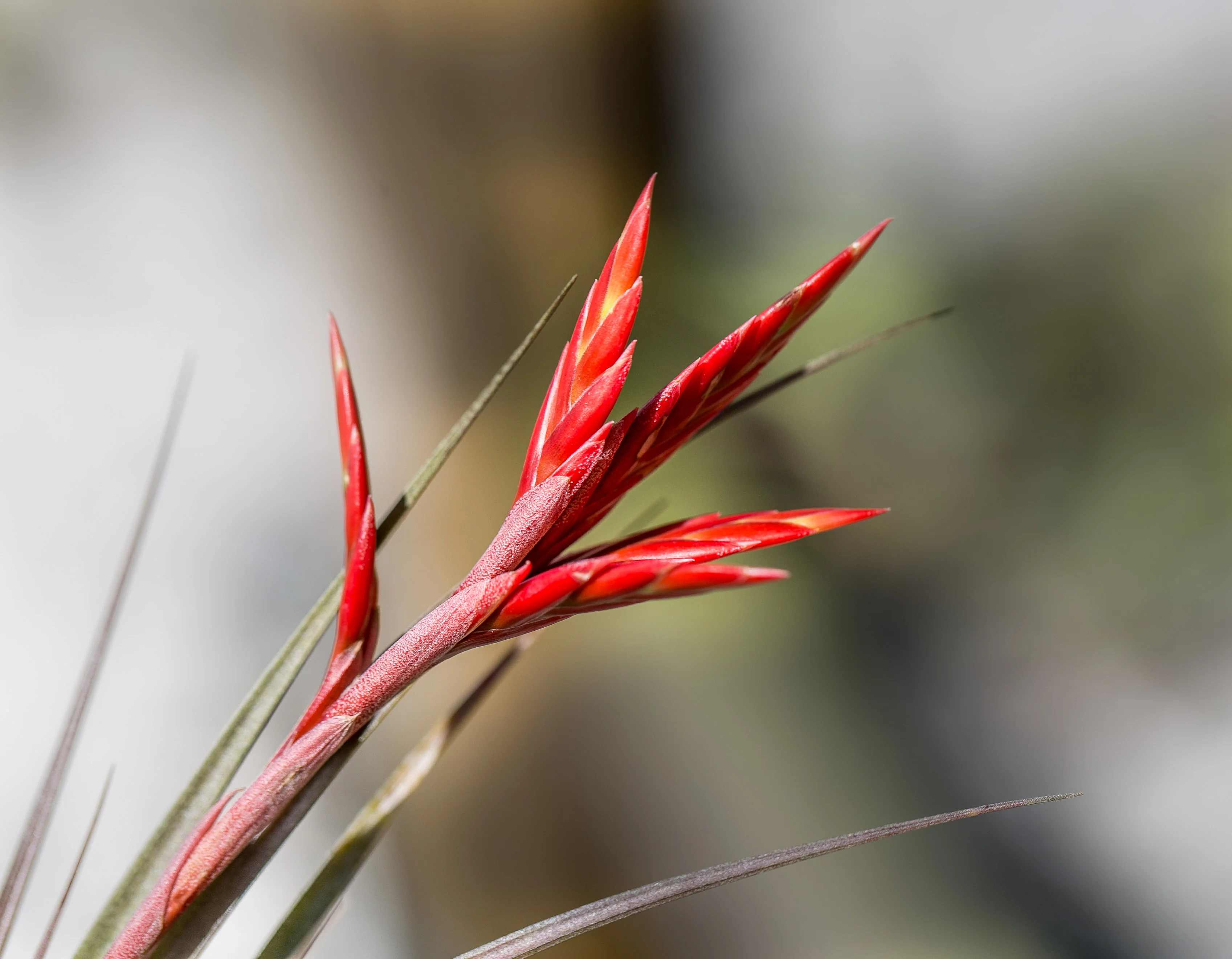 Tillandsia Vernicosa Air Plant - Image 2