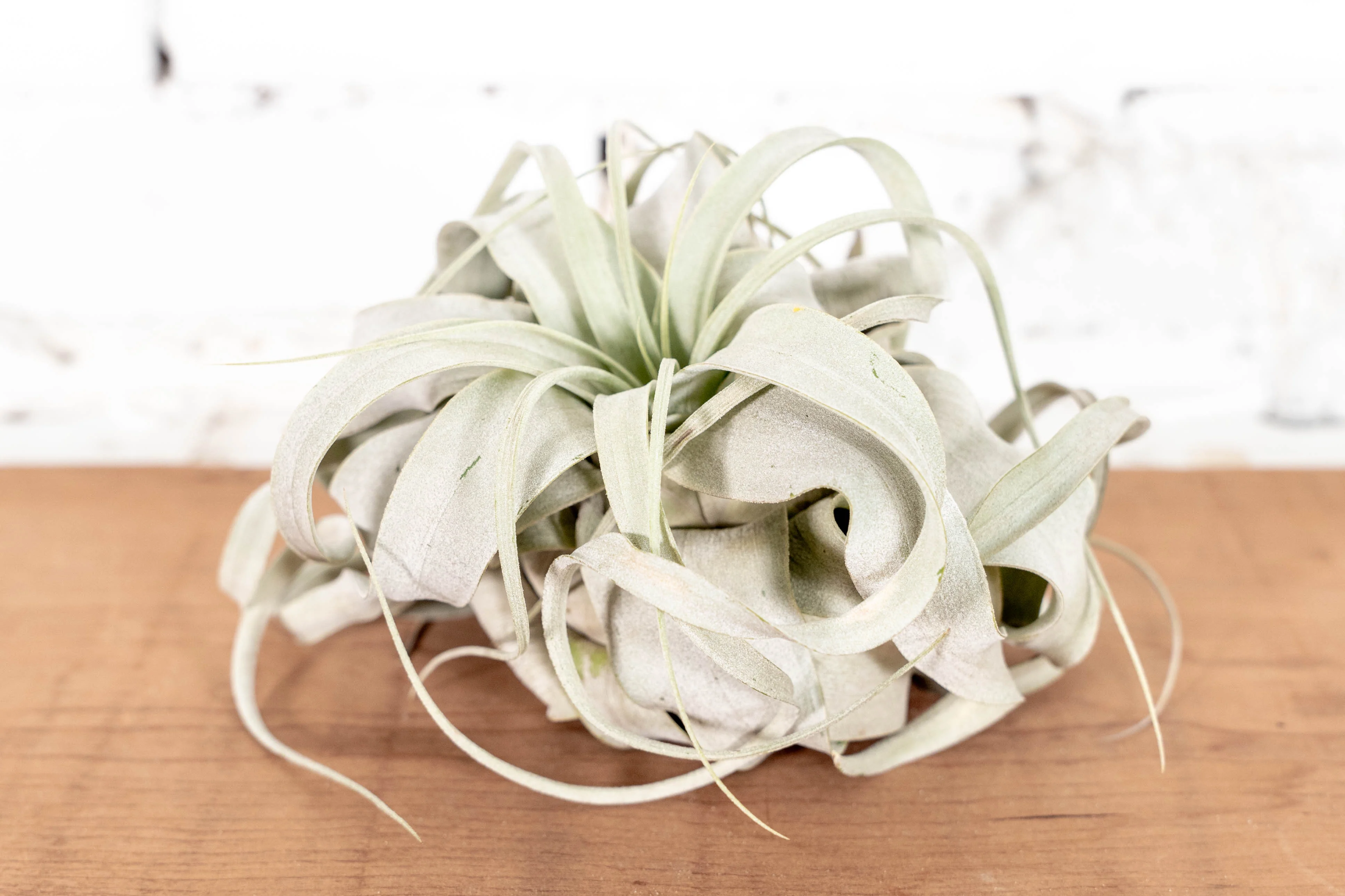 Tillandsia Xerographica Air Plant - Image 3