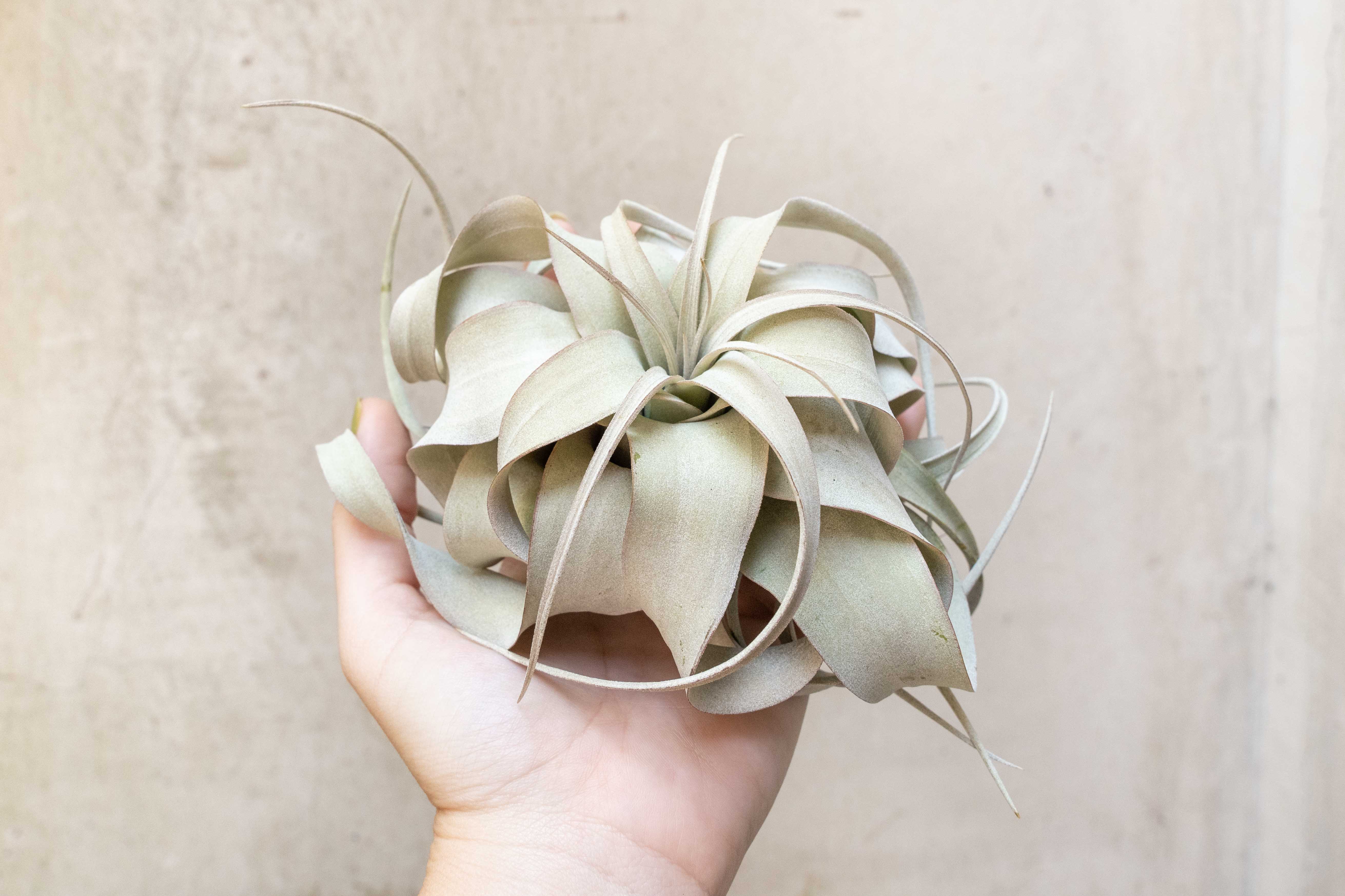 Tillandsia Xerographica Combo Pack - Image 3