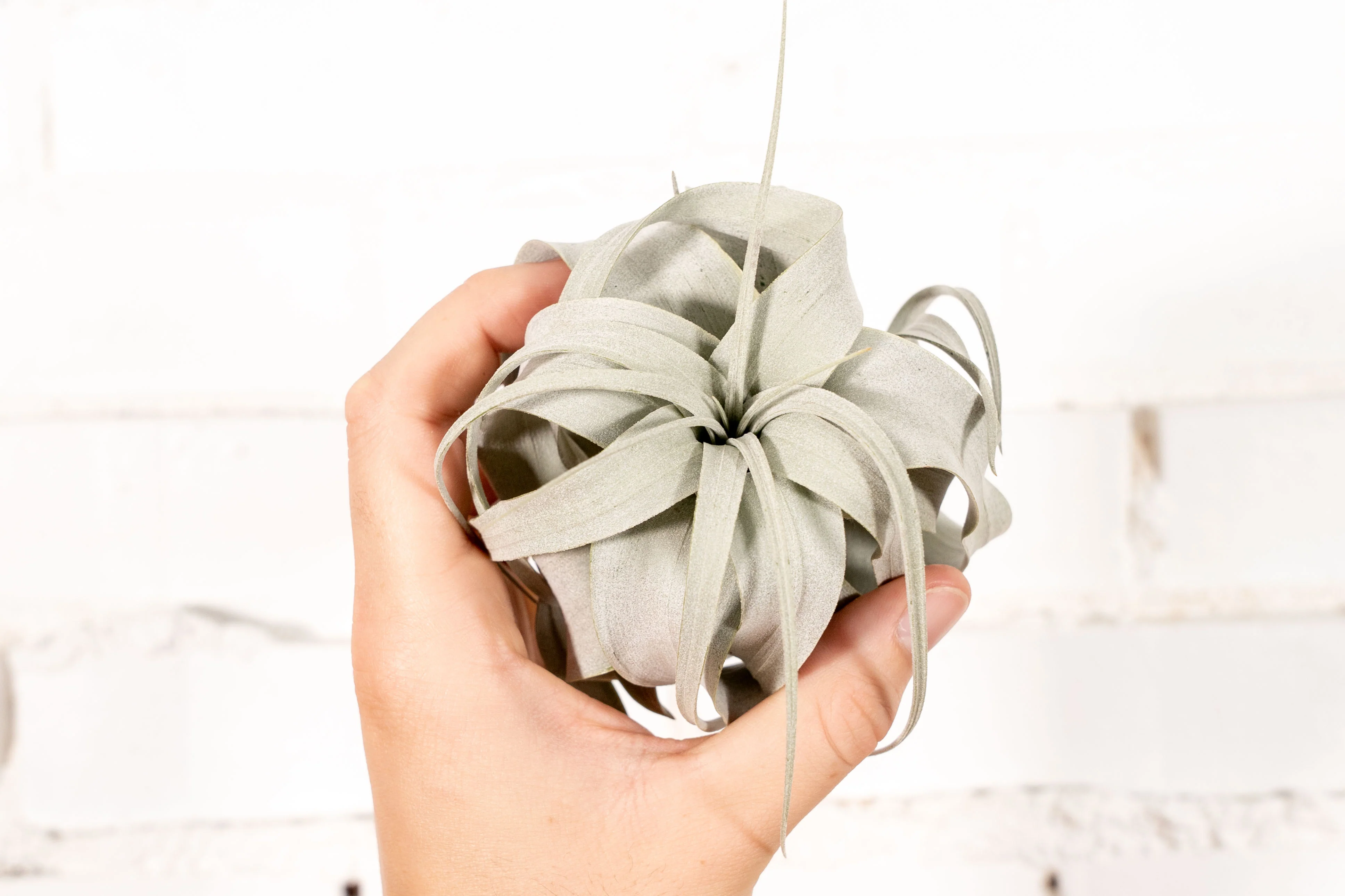 Tillandsia Xerographica Air Plant - Image 5