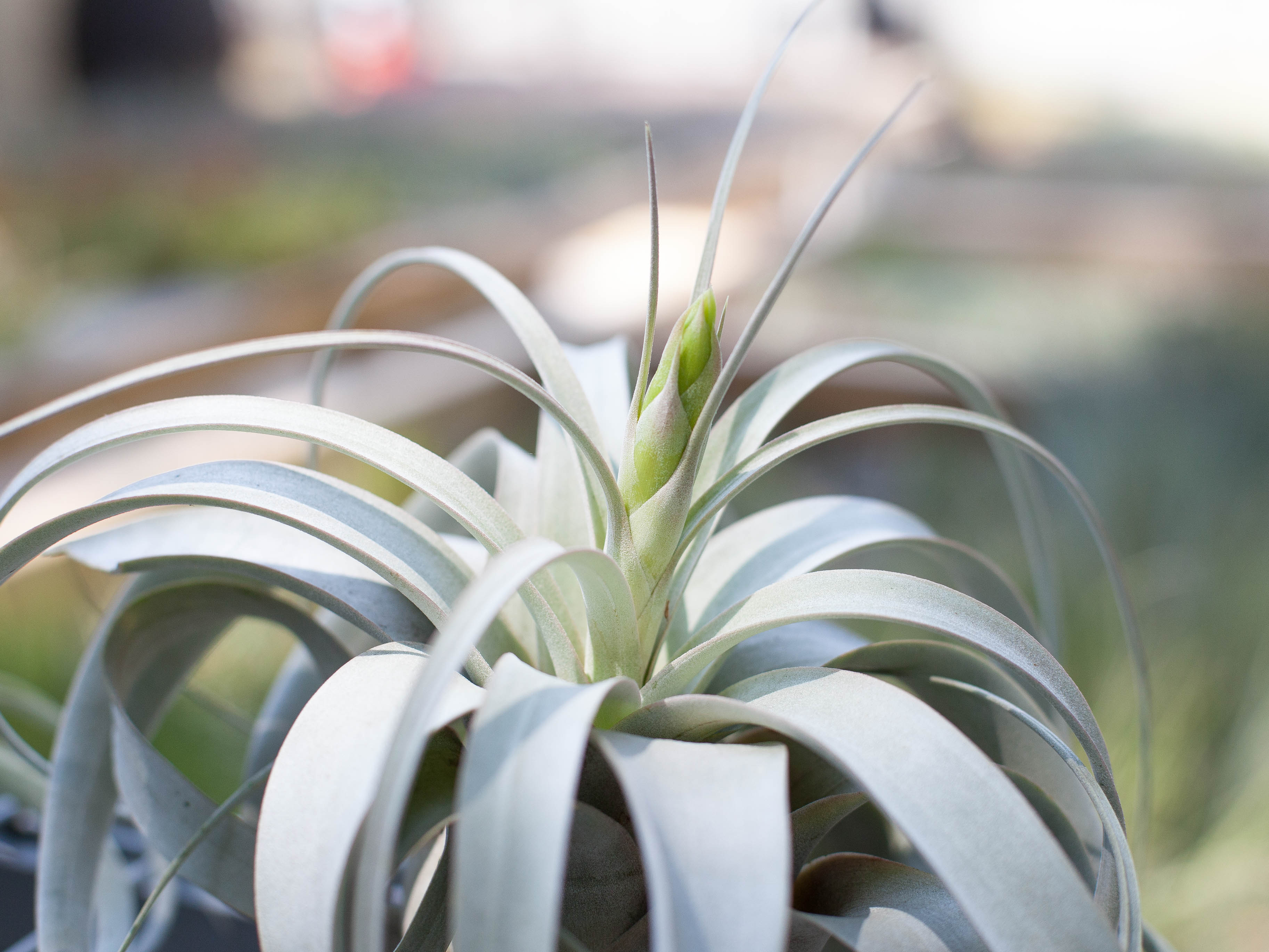 Tillandsia Xerographica Air Plant - Image 6