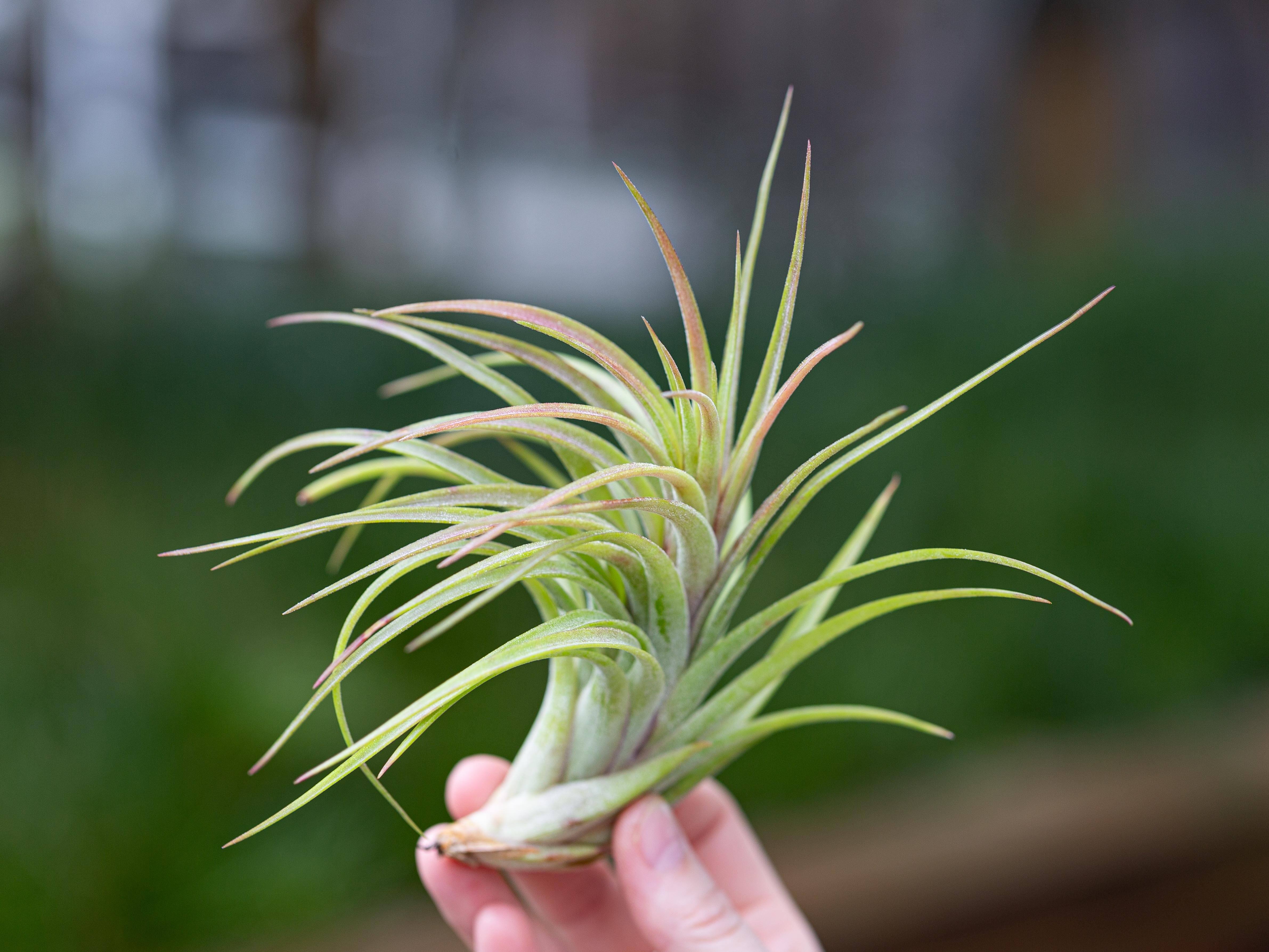Tillandsia 'Victoriana' (Ionantha X Brachycaulos) Hybrid Air Plant