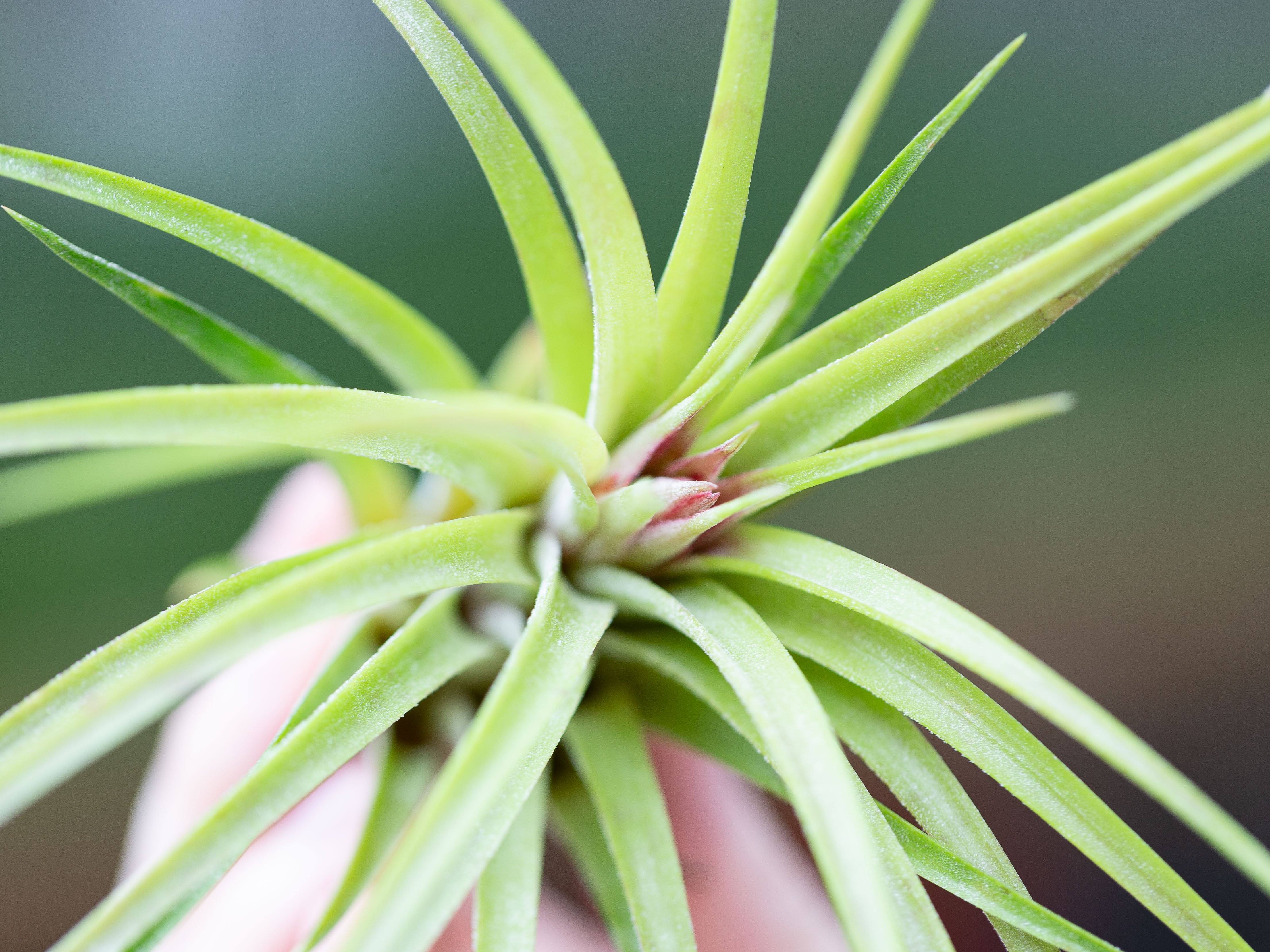 Tillandsia 'Victoriana' (Ionantha X Brachycaulos) Hybrid Air Plant - Image 2