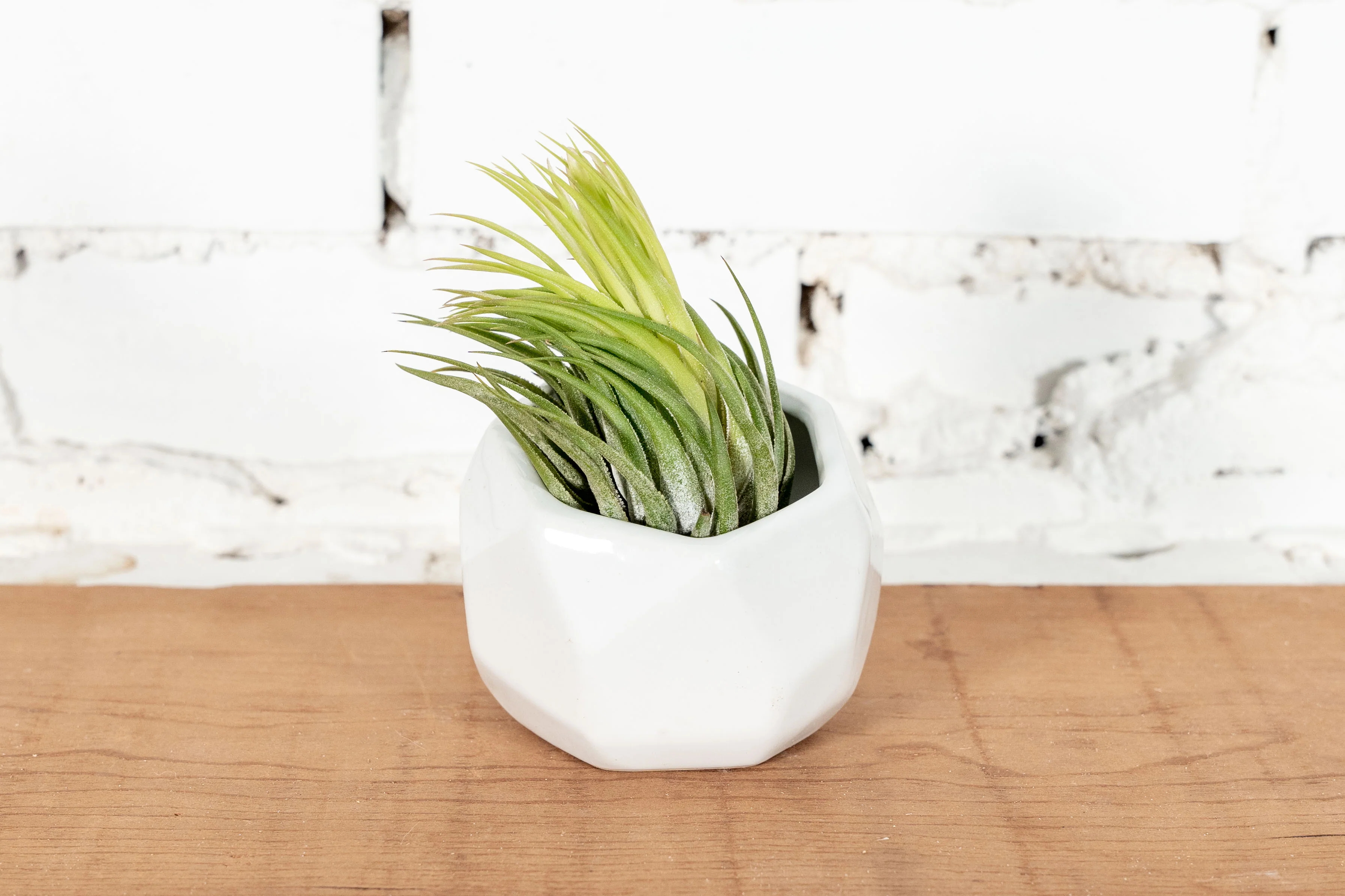 White Ceramic Geometric Pot with Assorted Tillandsia Air Plant