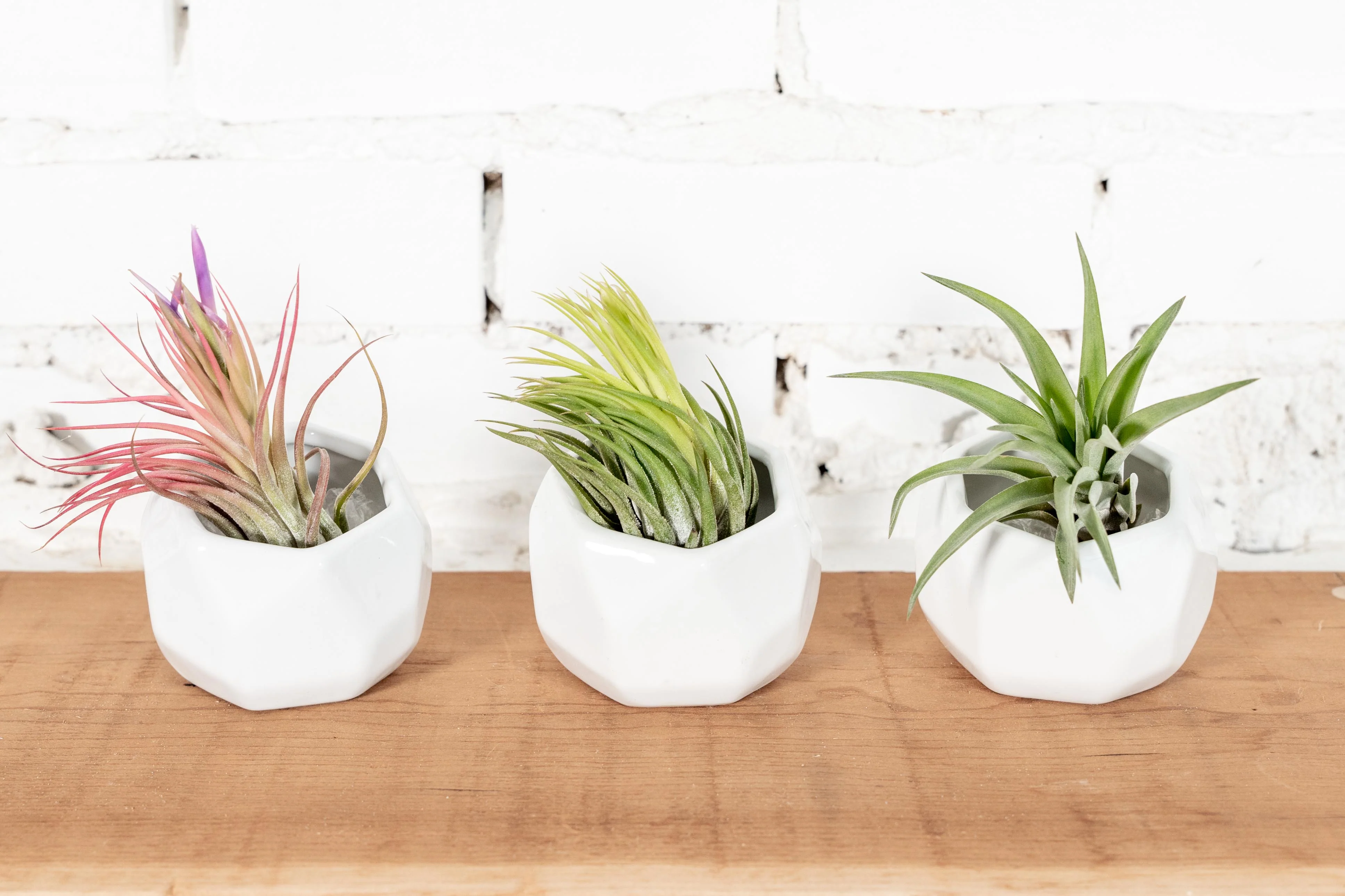 White Ceramic Geometric Pot with Assorted Tillandsia Air Plant - Image 3