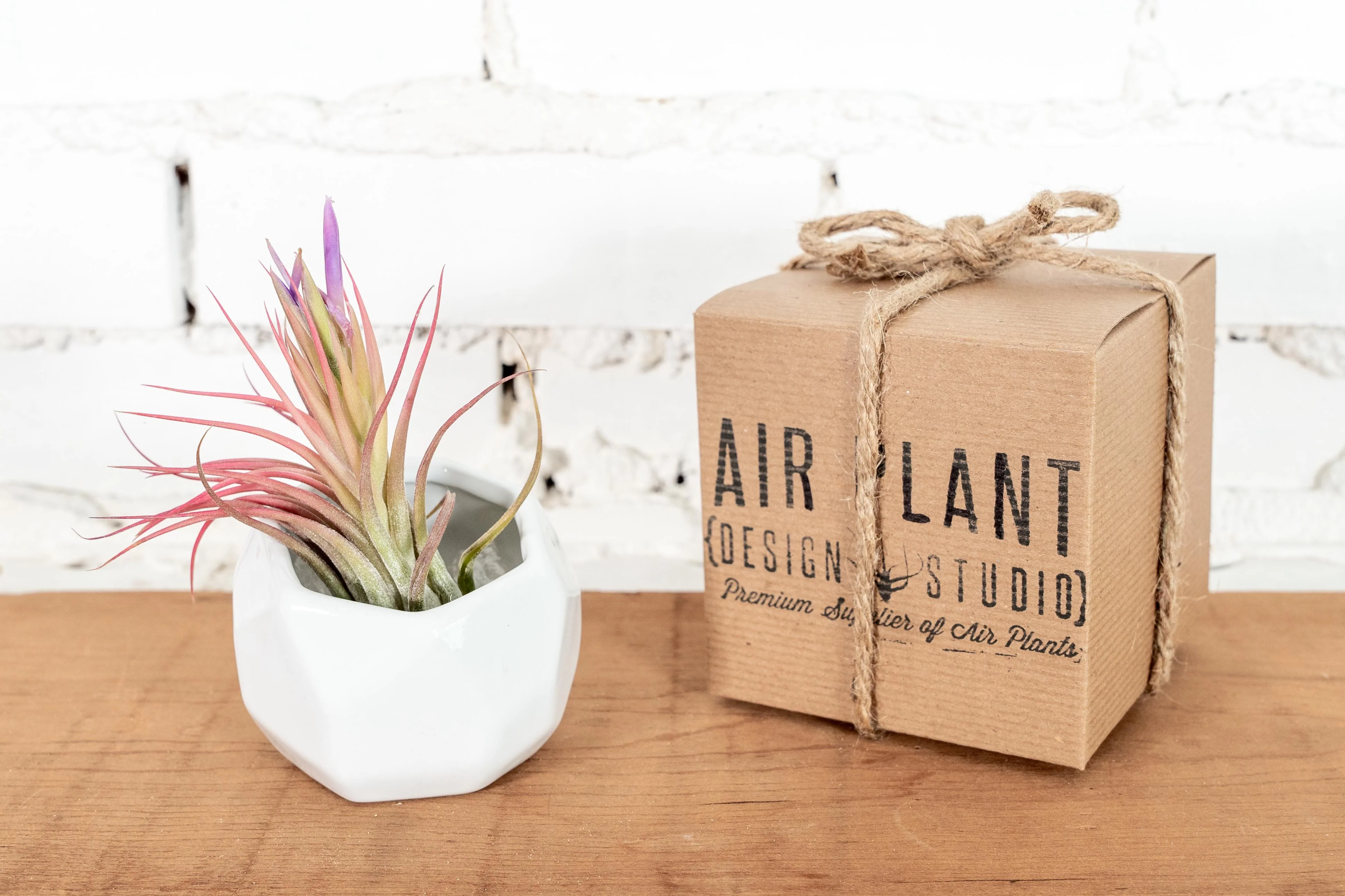White Ceramic Geometric Pot with Assorted Tillandsia Air Plant - Image 5