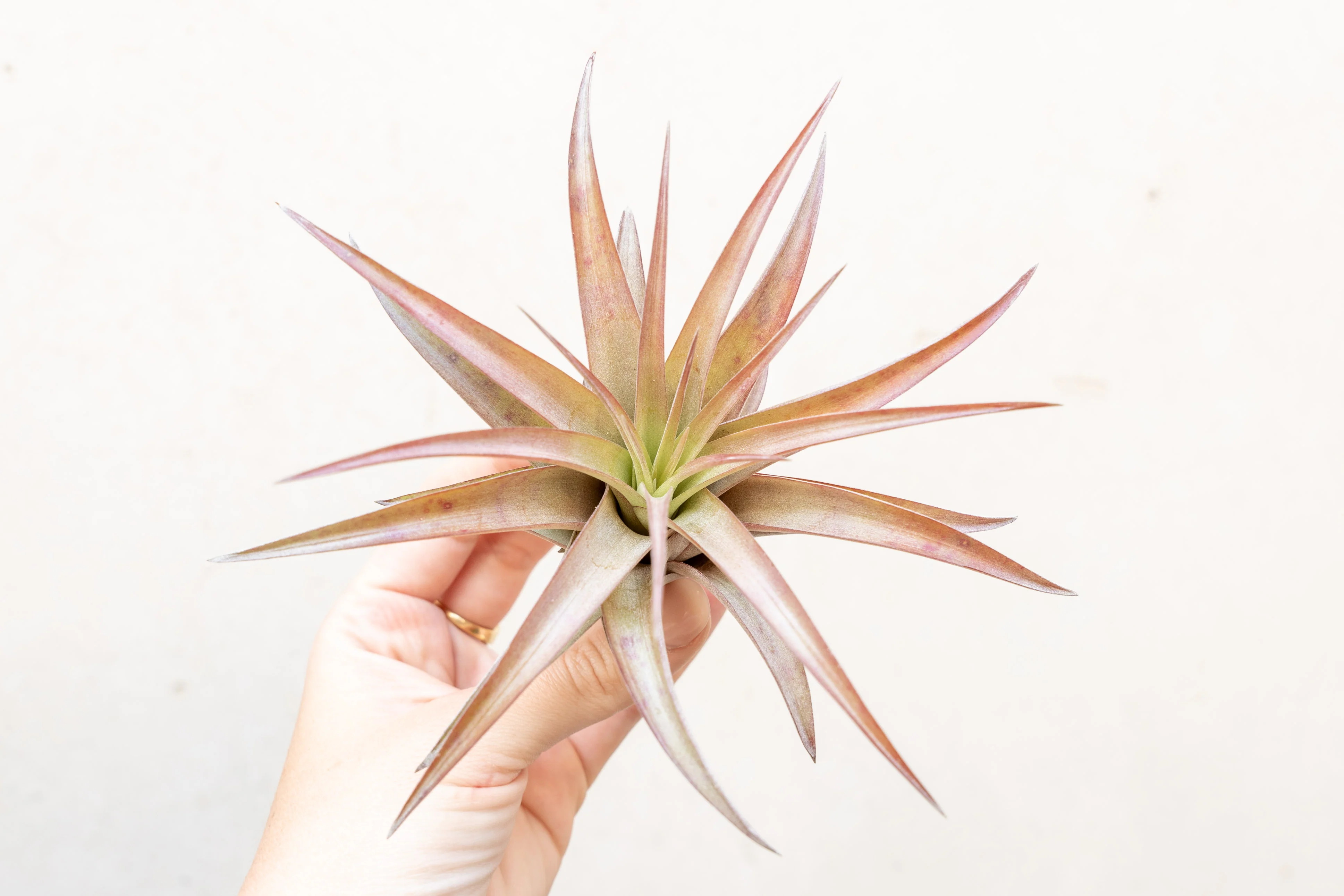 Wholesale: Tillandsia Abdita Brachycaulos Air Plants - Image 4