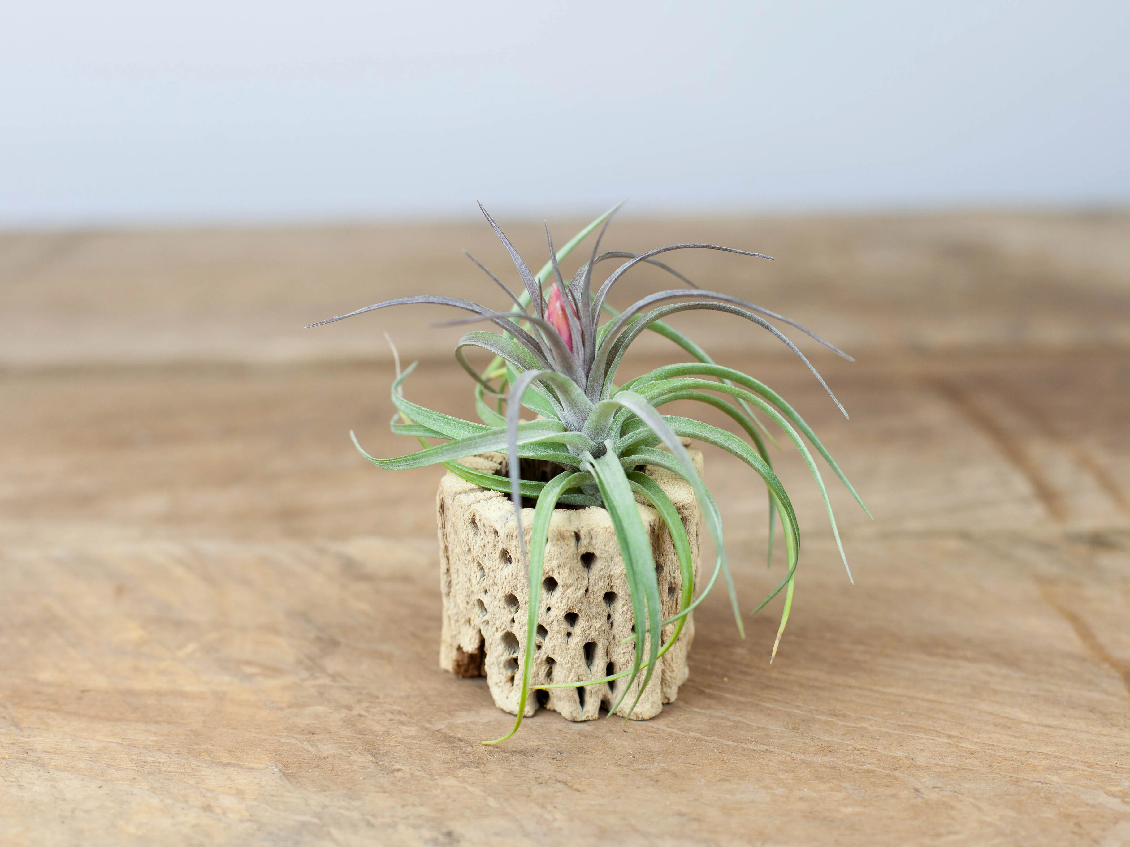 Wholesale: Tillandsia Aeranthos Air Plants - Image 3