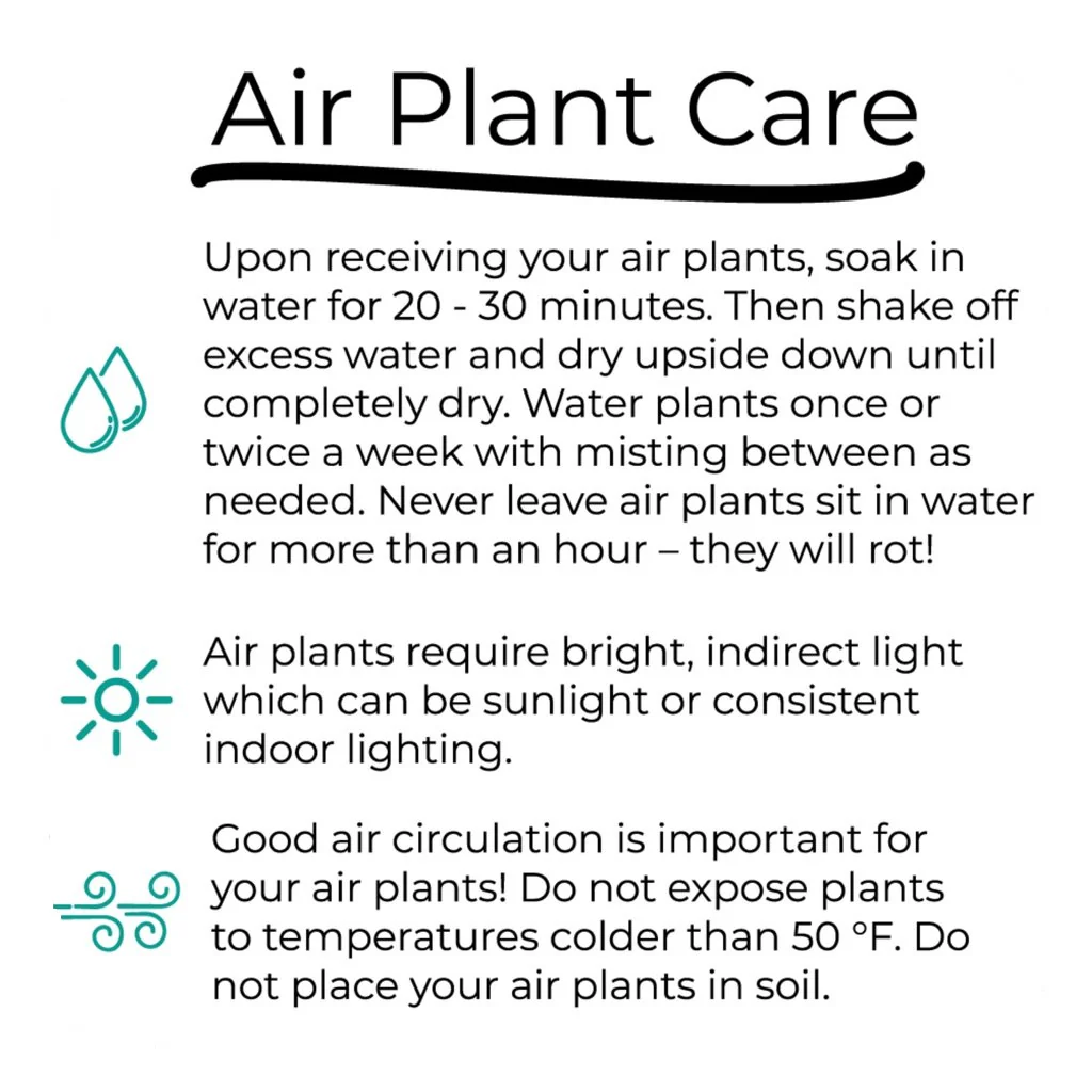 Wholesale: Air Plant Care Cards - For Your Customers - Image 2