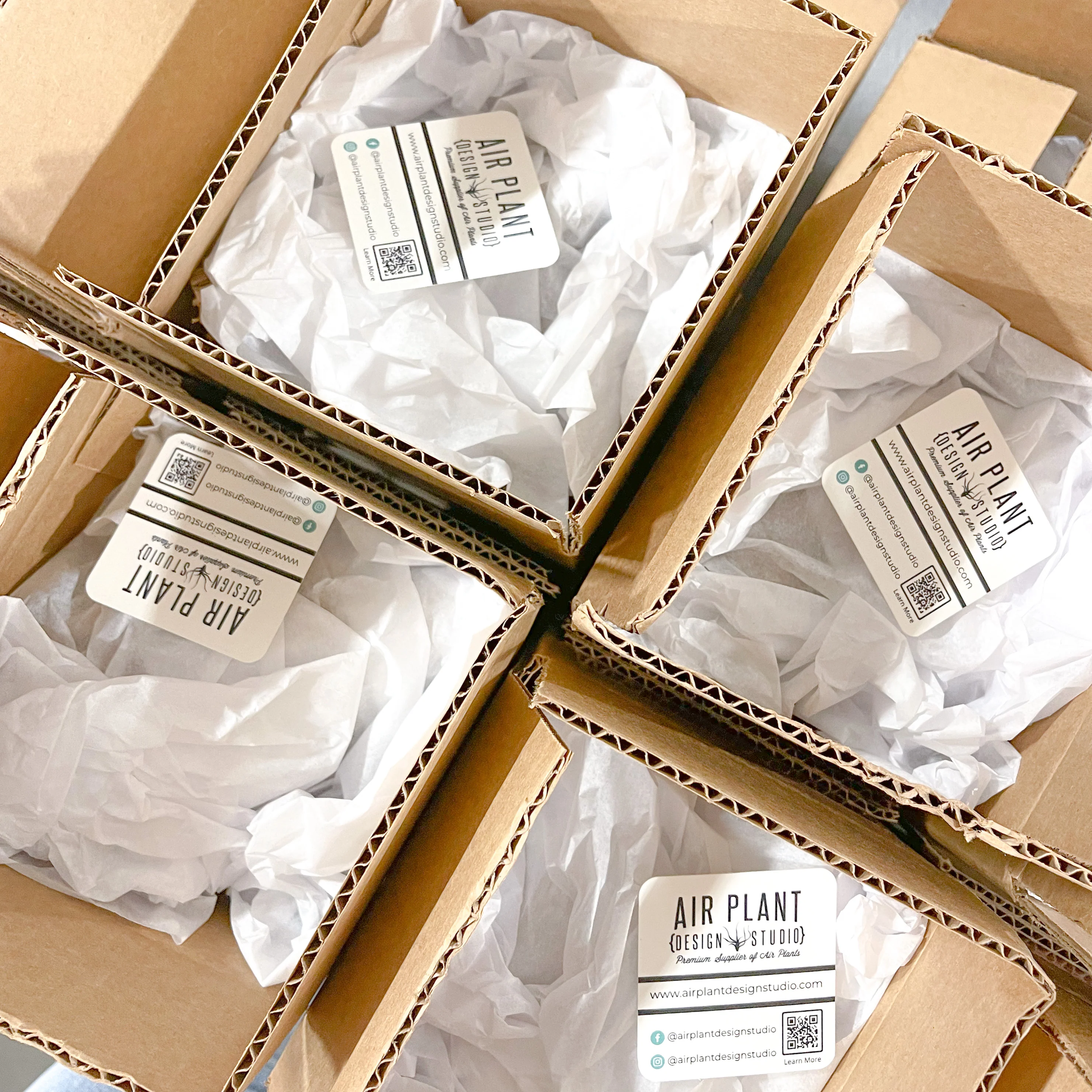 Wholesale: Air Plant Care Cards - For Your Customers - Image 3