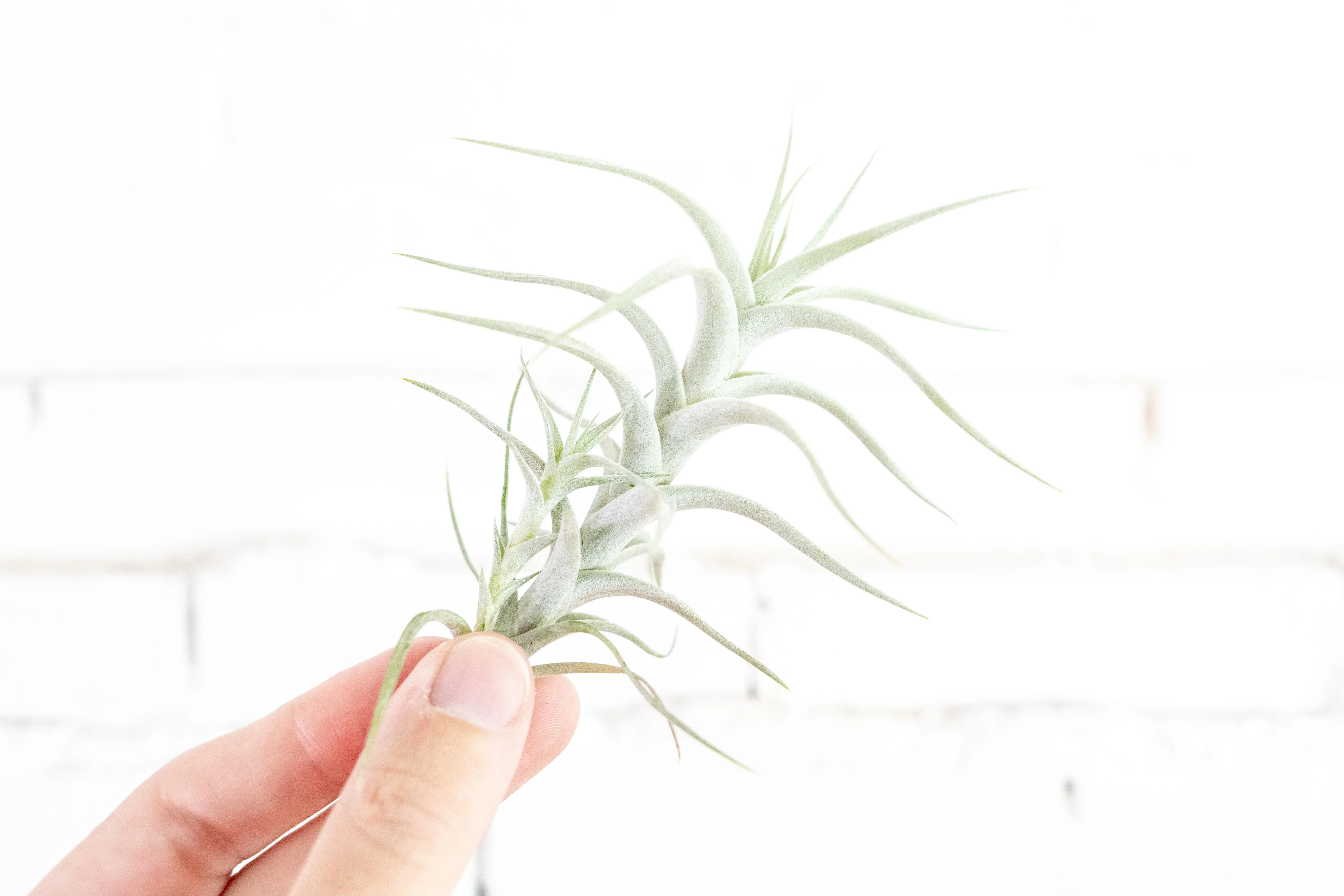 Wholesale: Tillandsia Albida 'Minor' Air Plant - Image 2