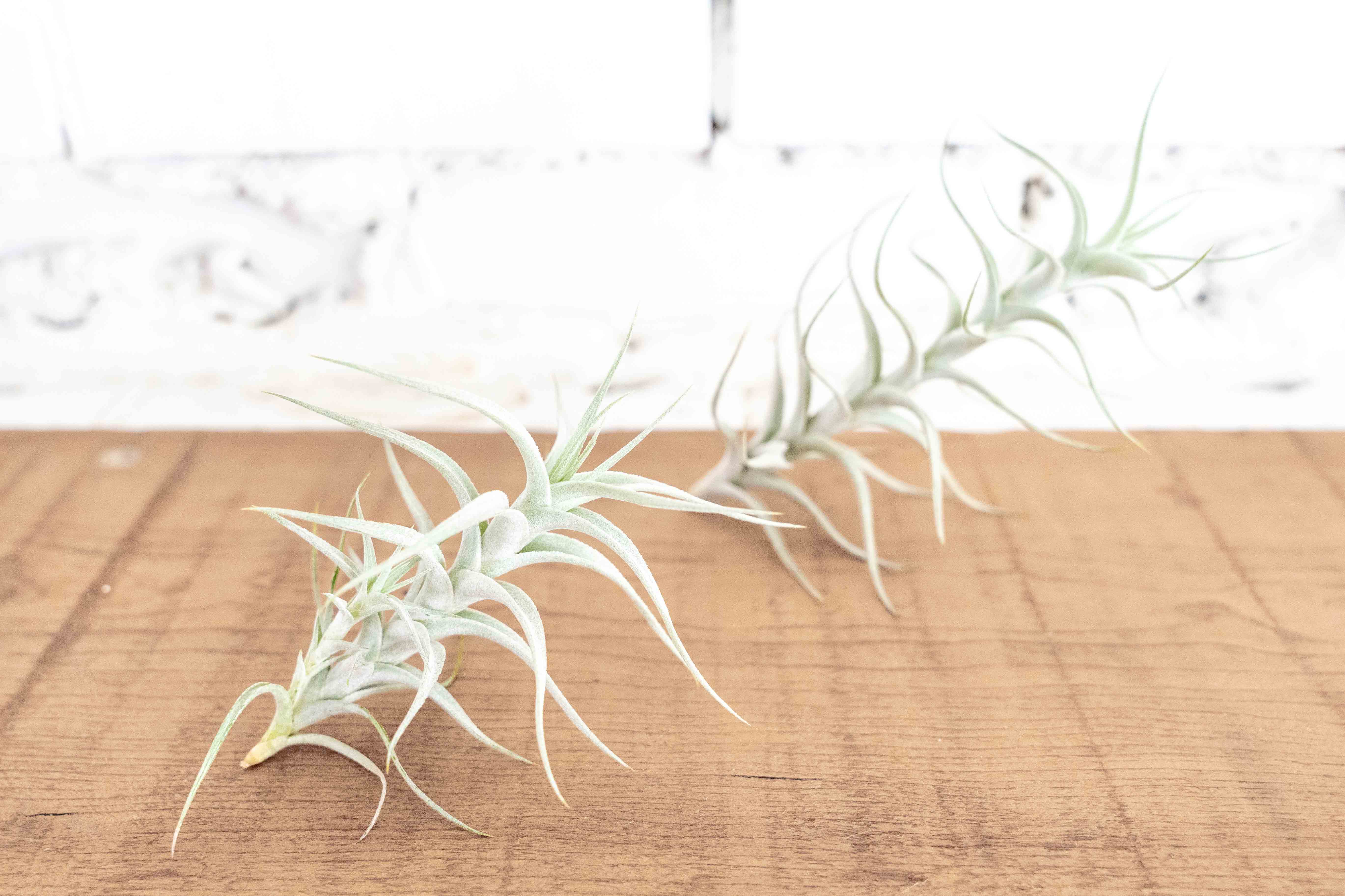 Wholesale: Tillandsia Albida 'Minor' Air Plant - Image 3