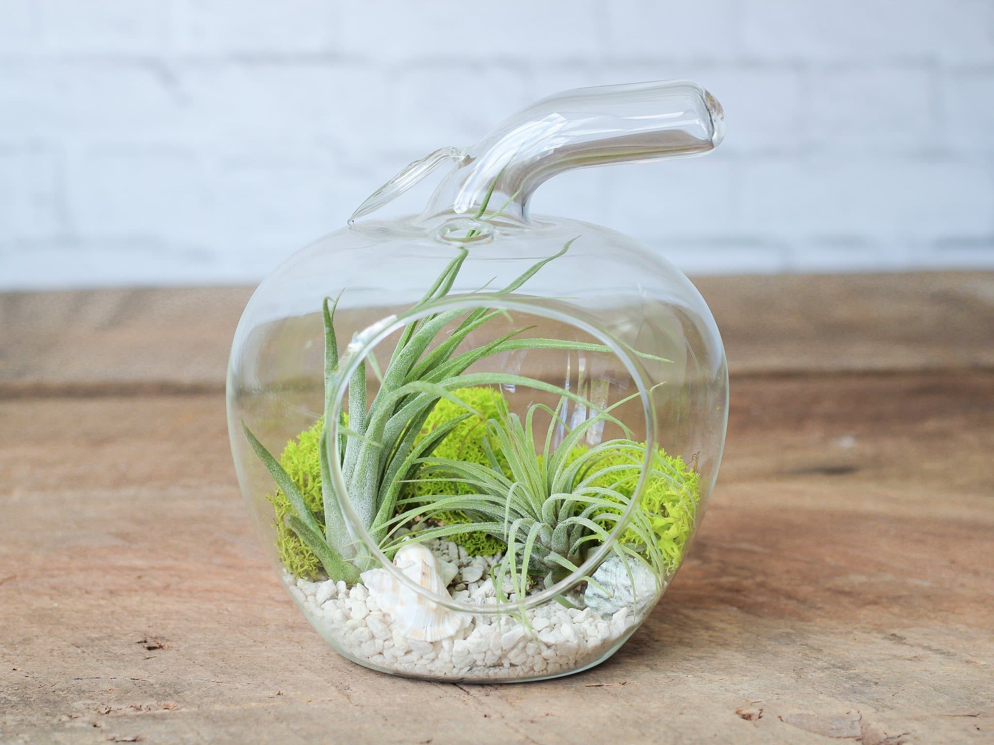Wholesale: Apple Terrarium with Assorted Tillandsia Air Plants