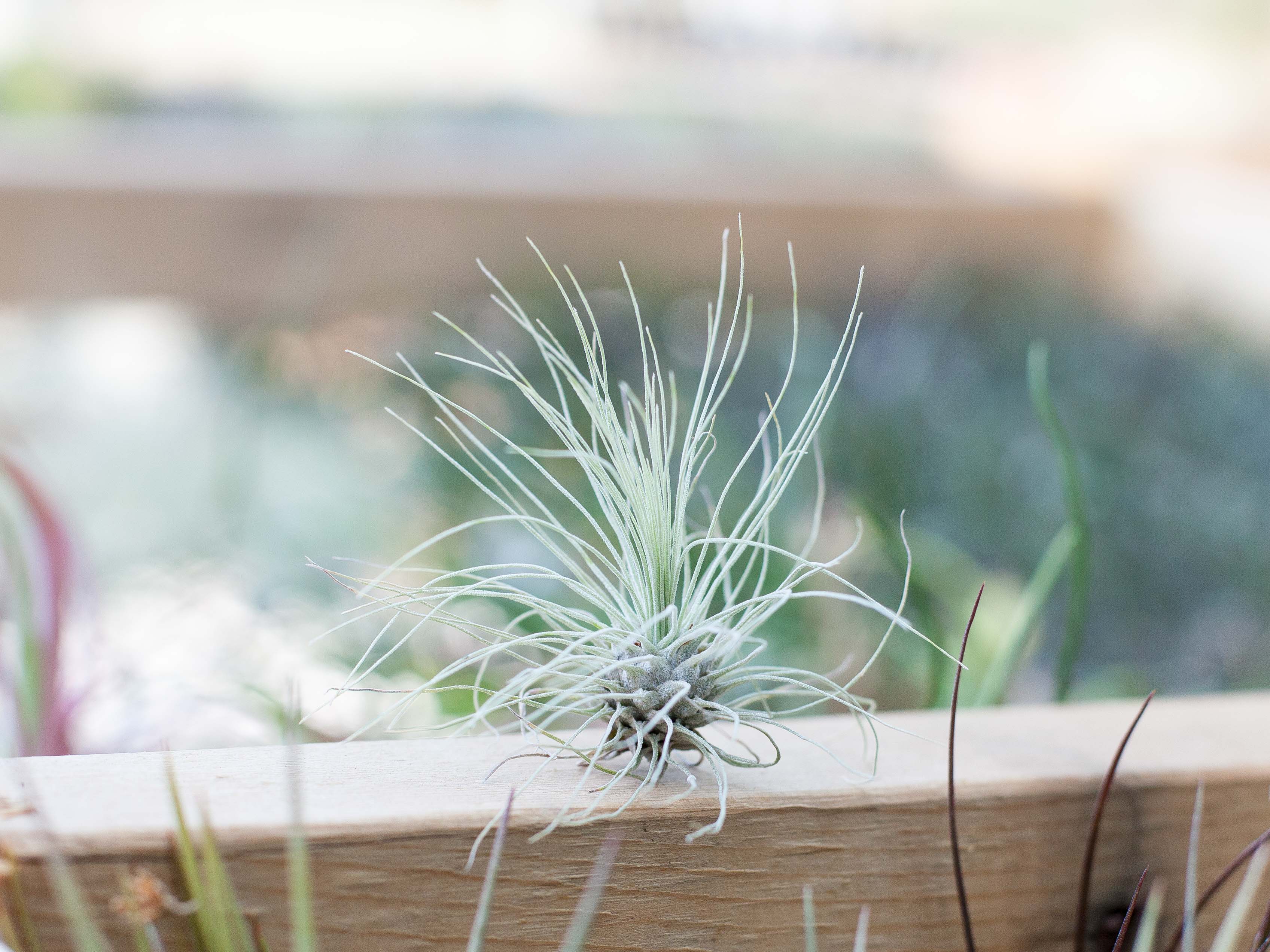 Wholesale: Tillandsia Argentea Thin 'Fuchsii v. Gracilis' Air Plant