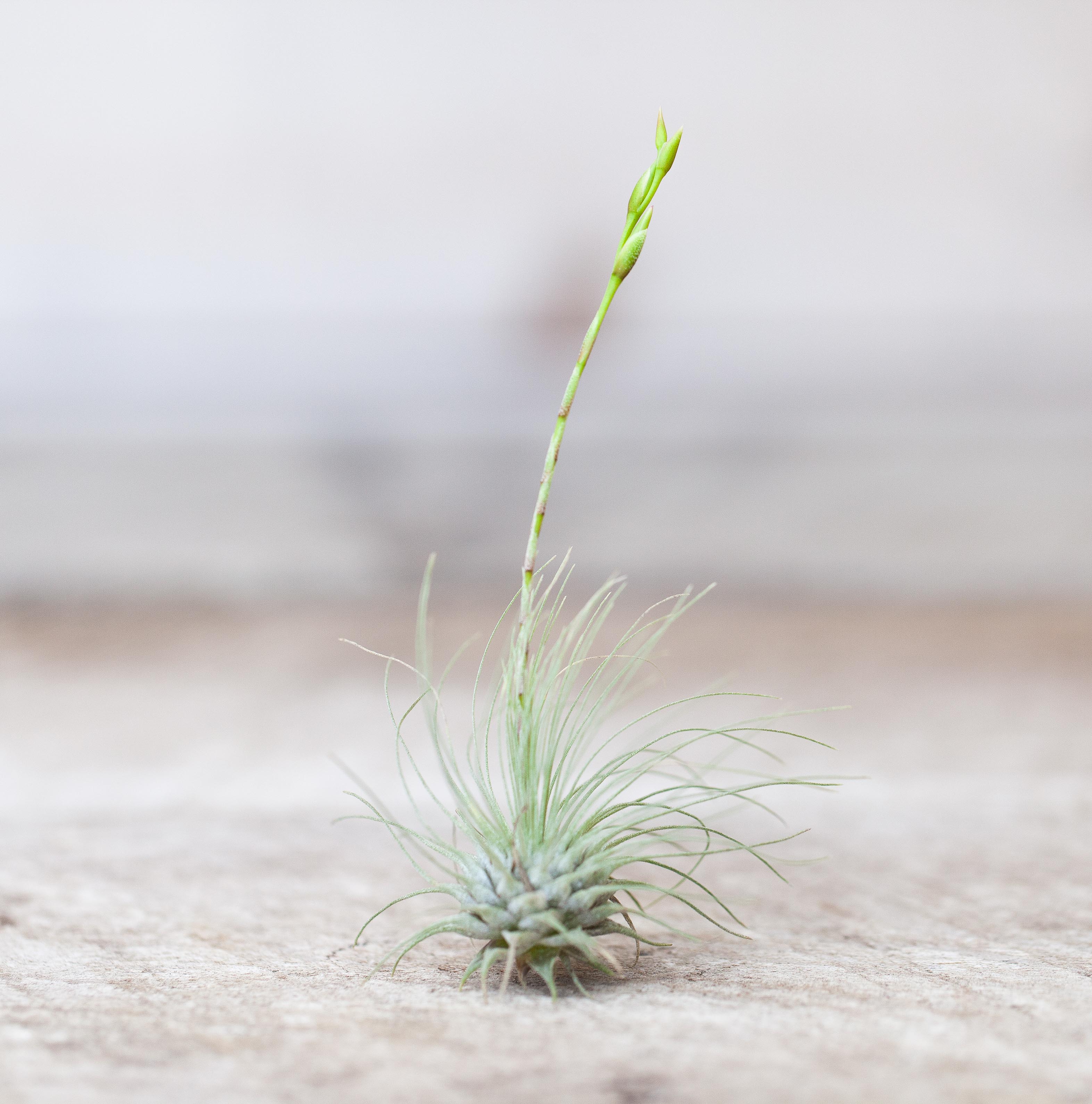 Wholesale: Tillandsia Argentea Thin 'Fuchsii v. Gracilis' Air Plant - Image 2
