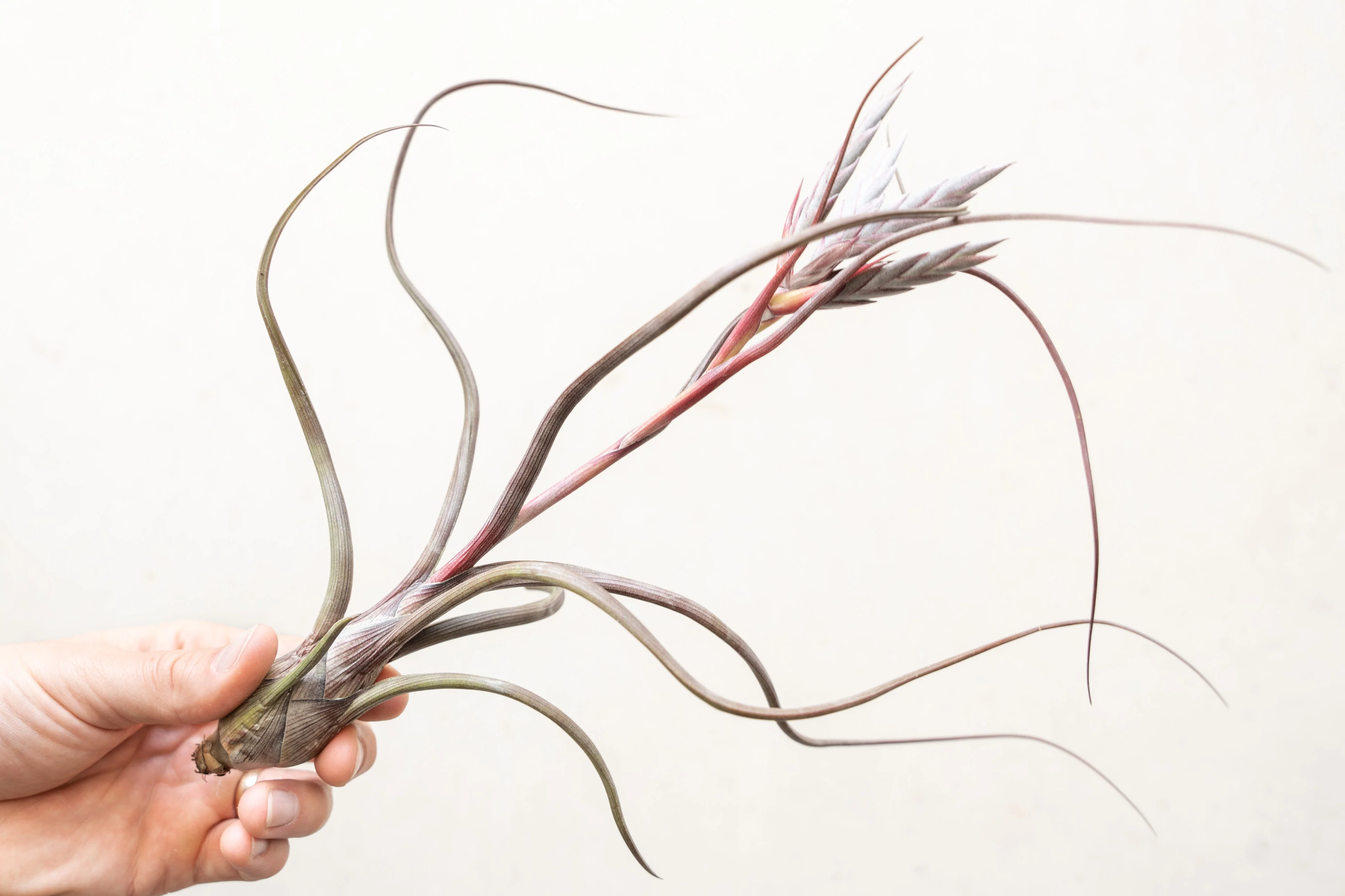 Wholesale: Tillandsia Baileyi Air Plants
