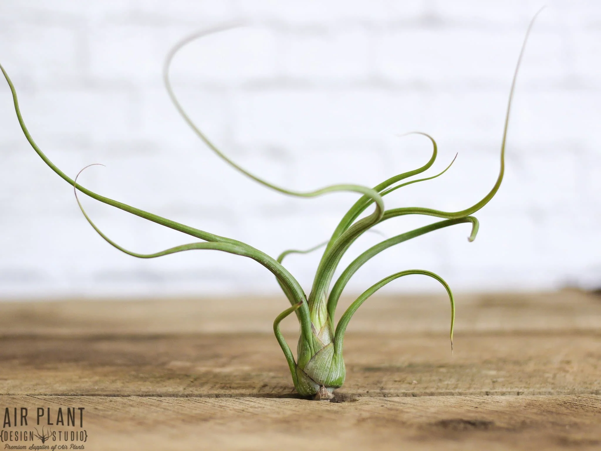 Wholesale: Tillandsia Baileyi Air Plants - Image 2
