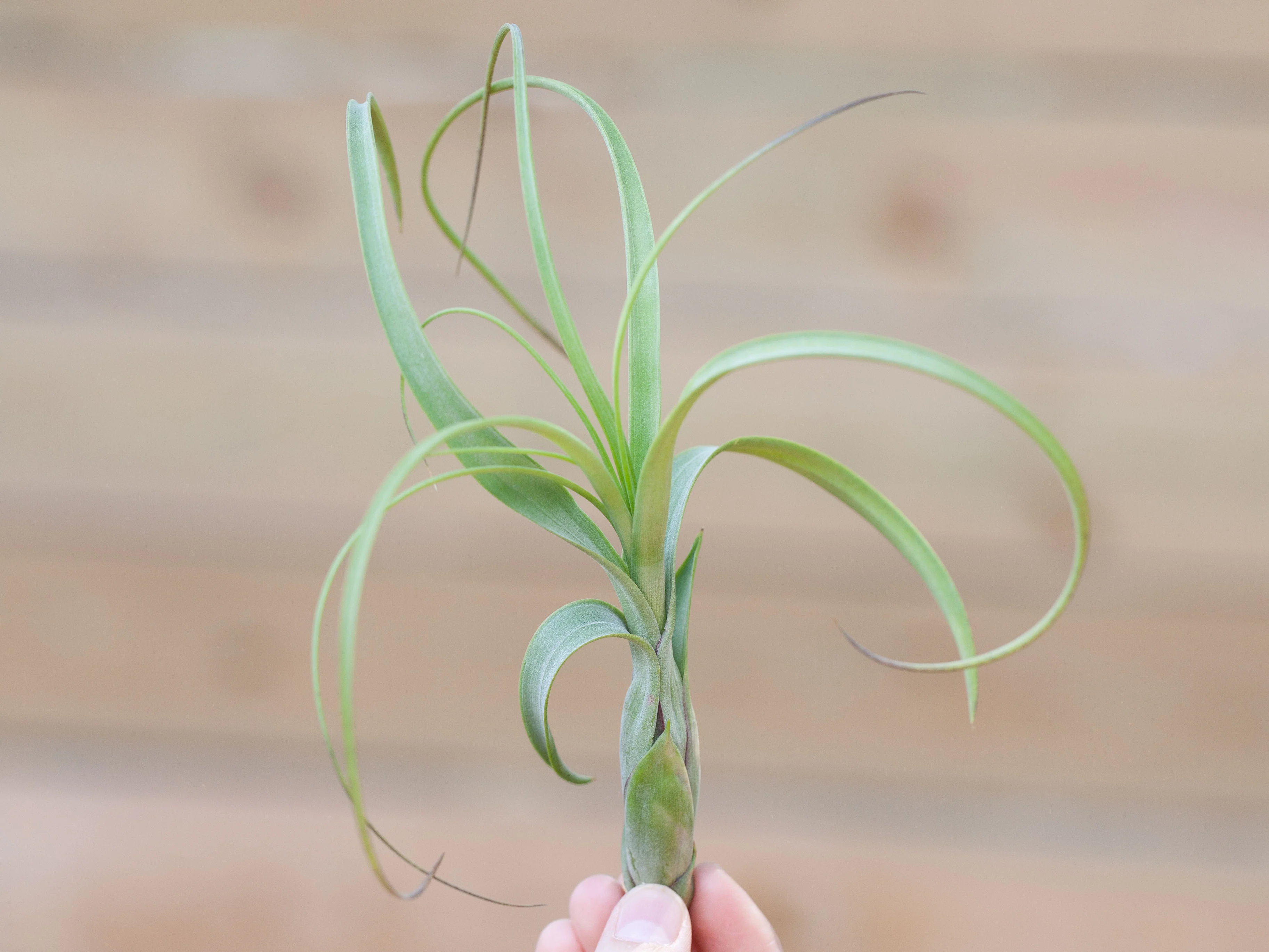 Wholesale: Tillandsia Balbisiana Air Plants - Image 4
