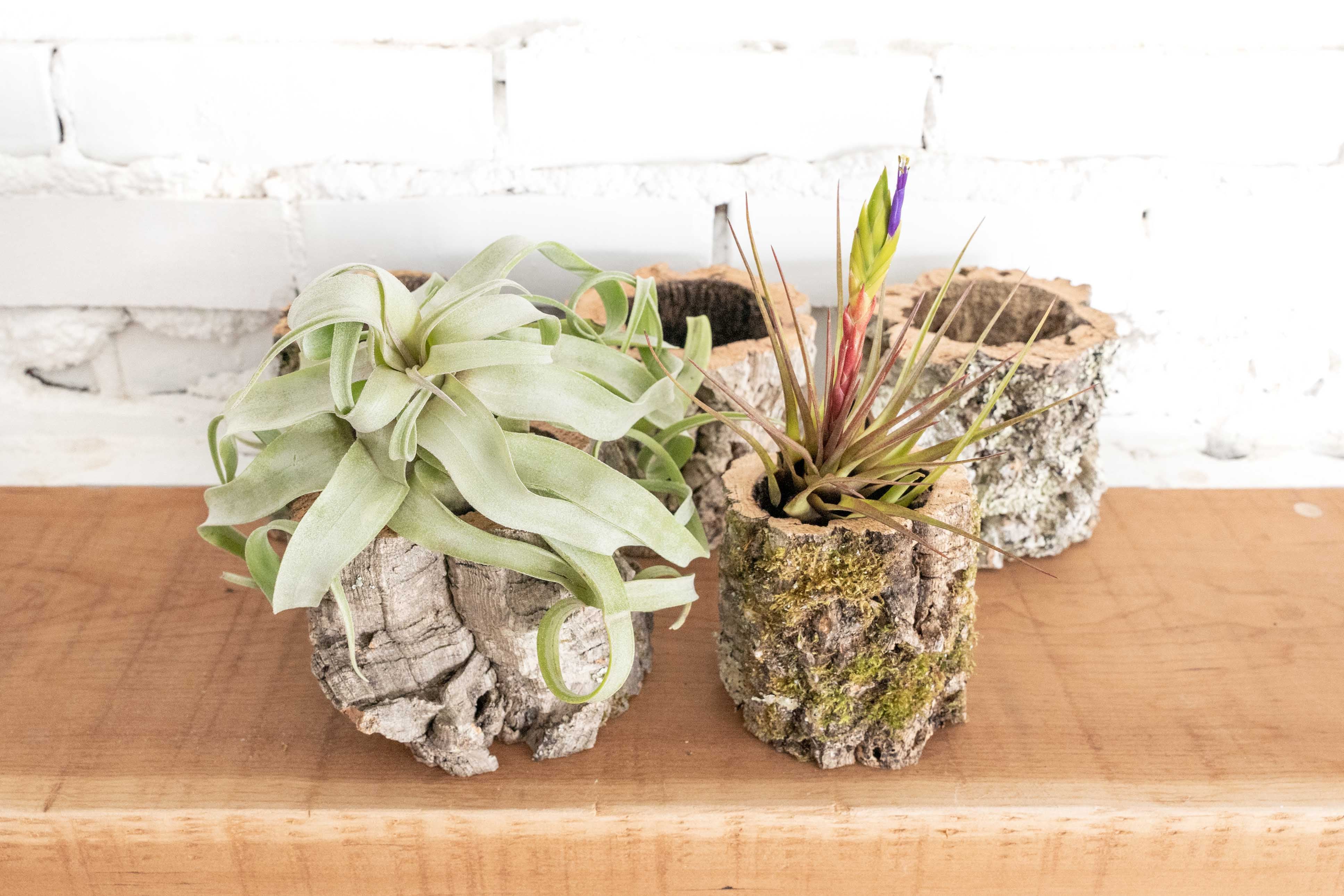 Wholesale: Natural Cork Bark Planters with Choice Tillandsia Air Plants