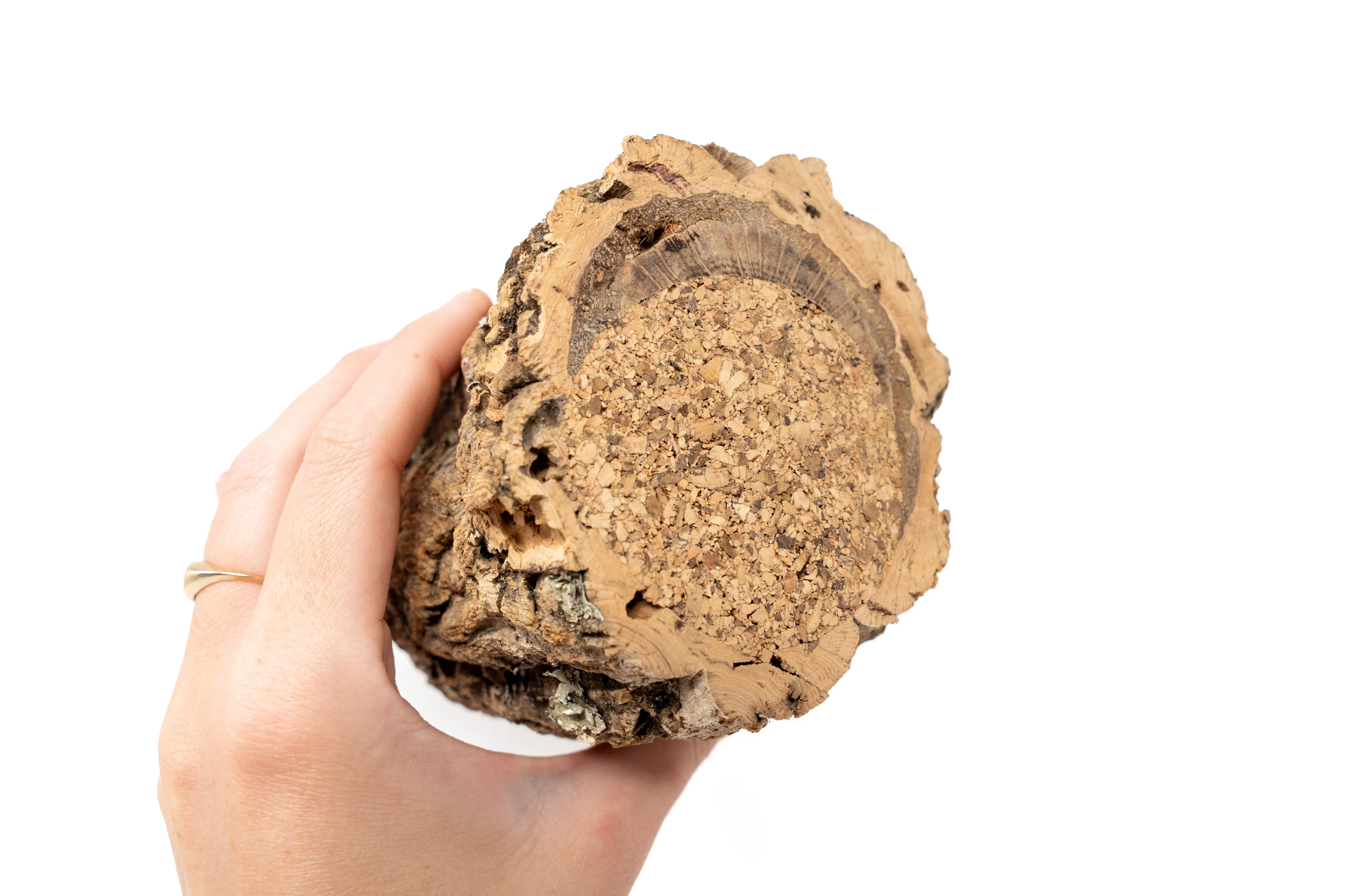 Natural Cork Bark Planters with Mini Tillandsia Xerographica Air Plant - Image 5