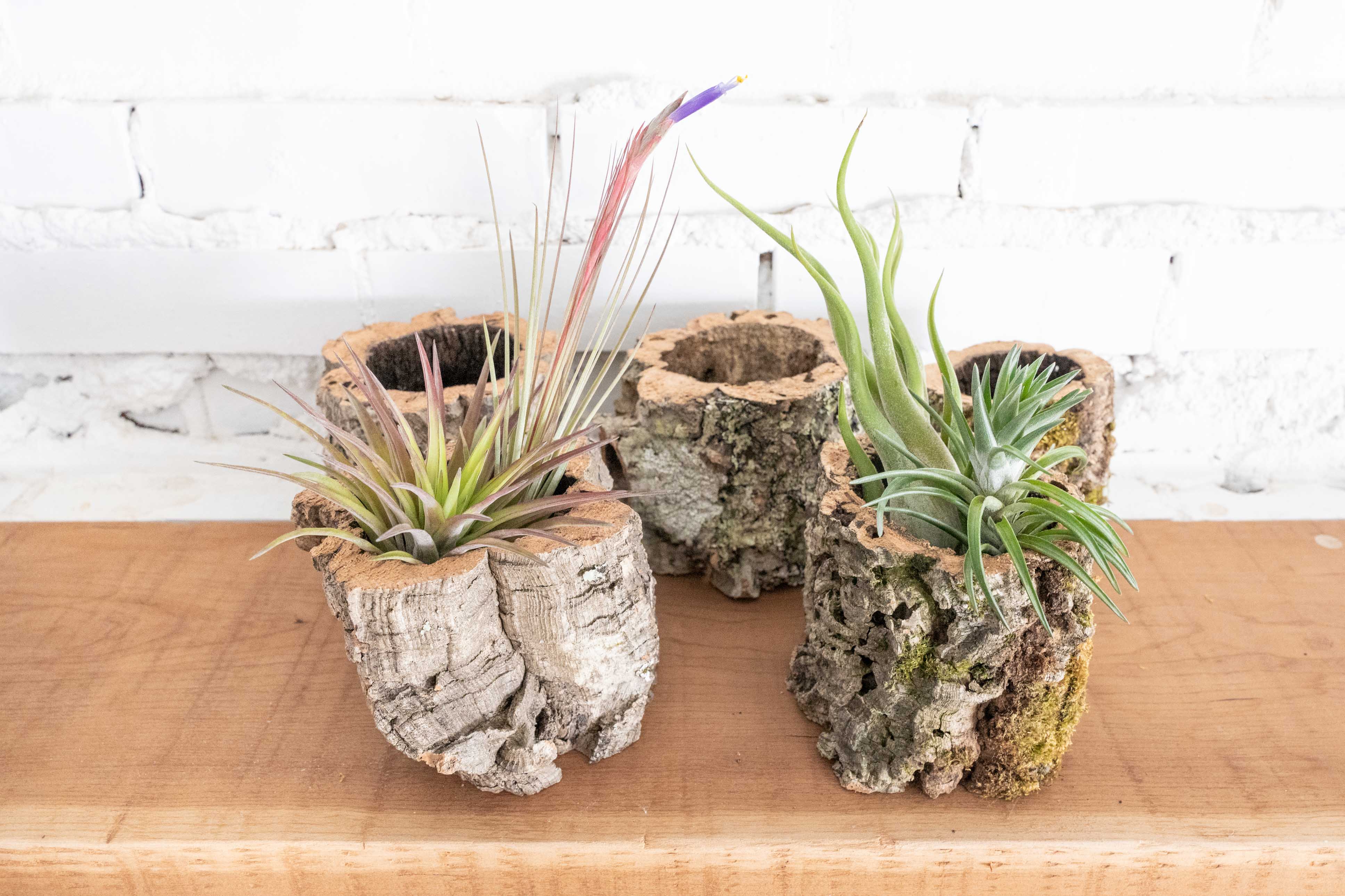 Wholesale: Natural Cork Bark Planters with Choice Tillandsia Air Plants - Image 2