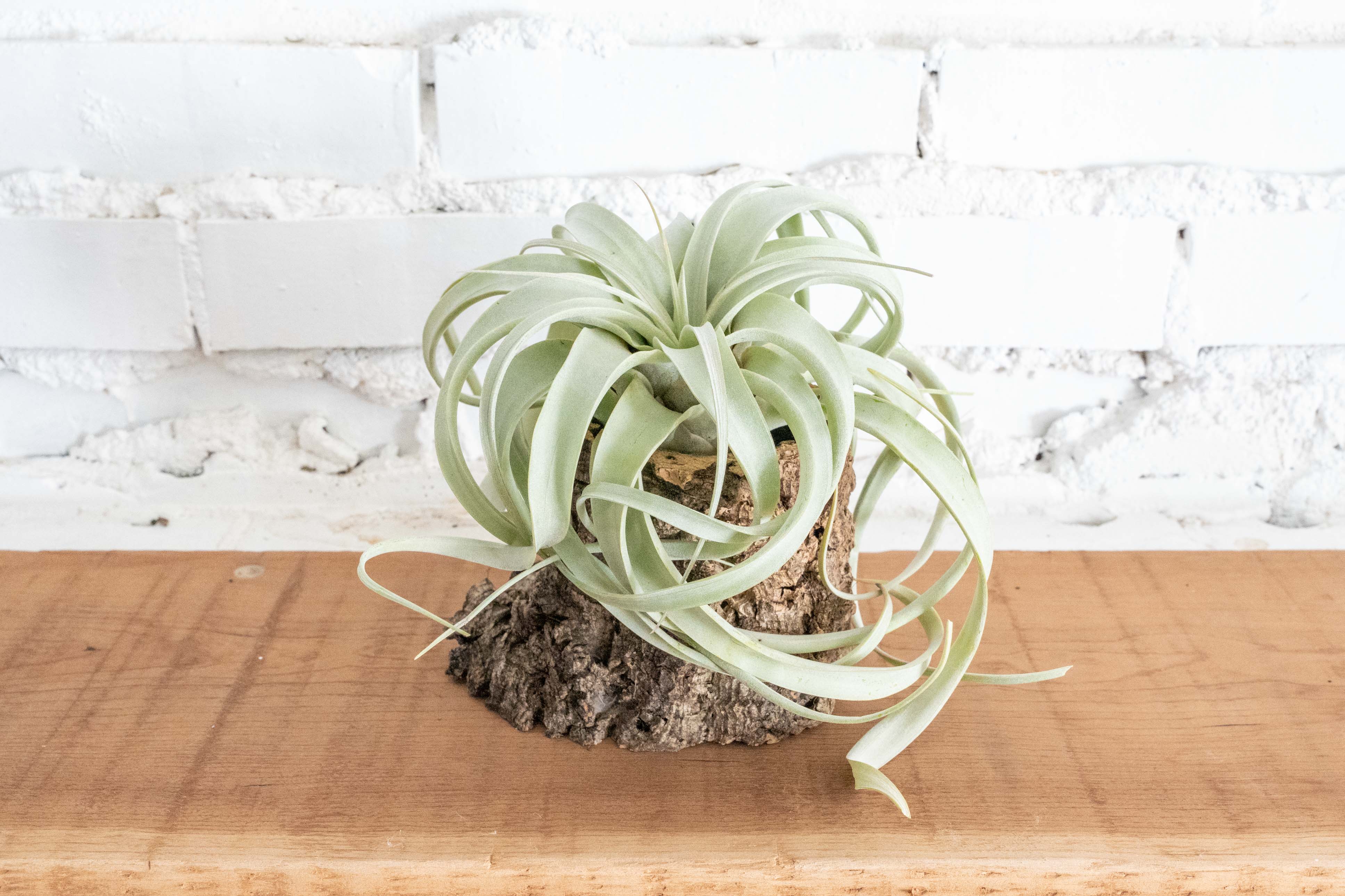 Wholesale: Natural Cork Bark Planters with Choice Tillandsia Air Plants - Image 5