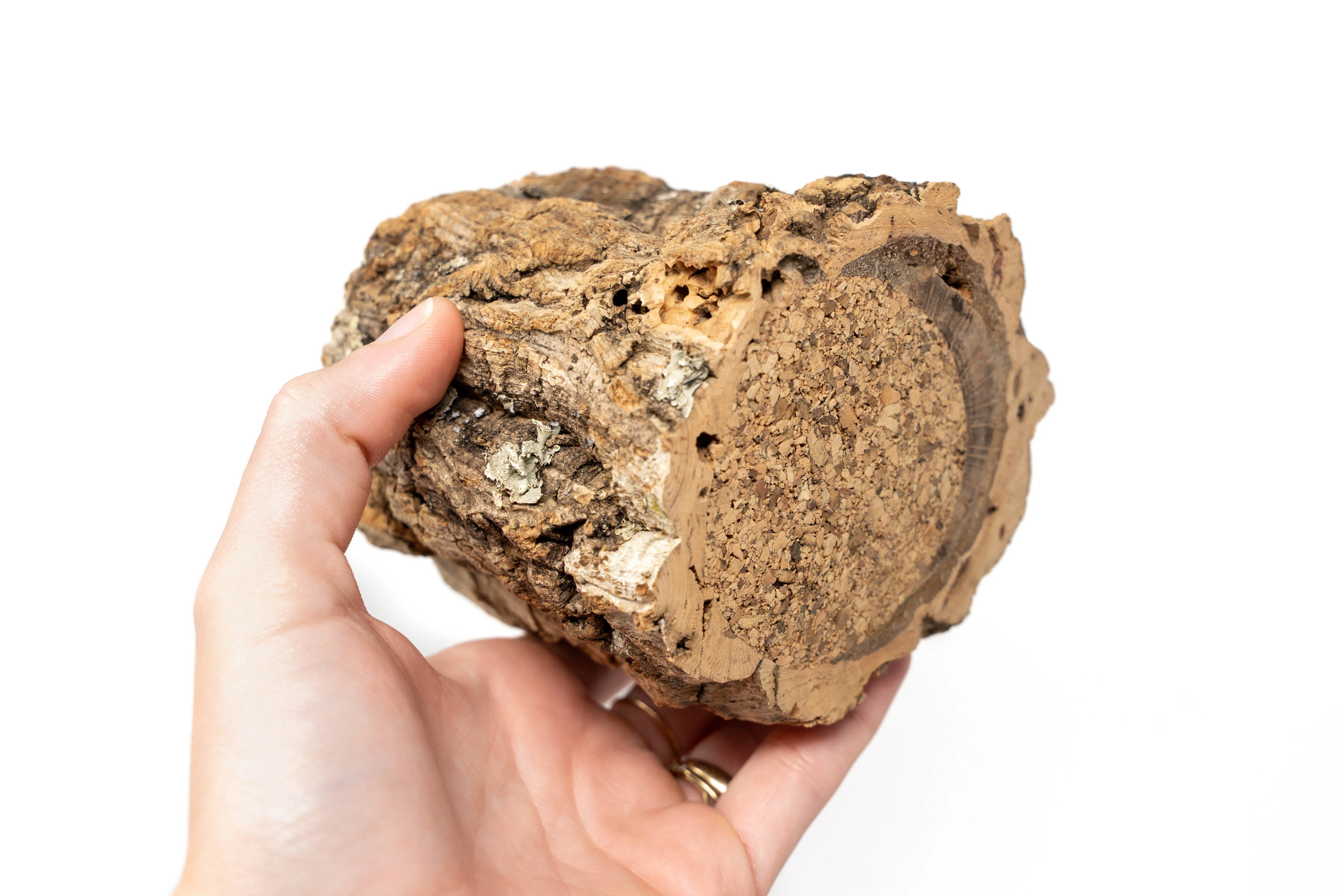 Natural Cork Bark Planters with Mini Tillandsia Xerographica Air Plant - Image 4