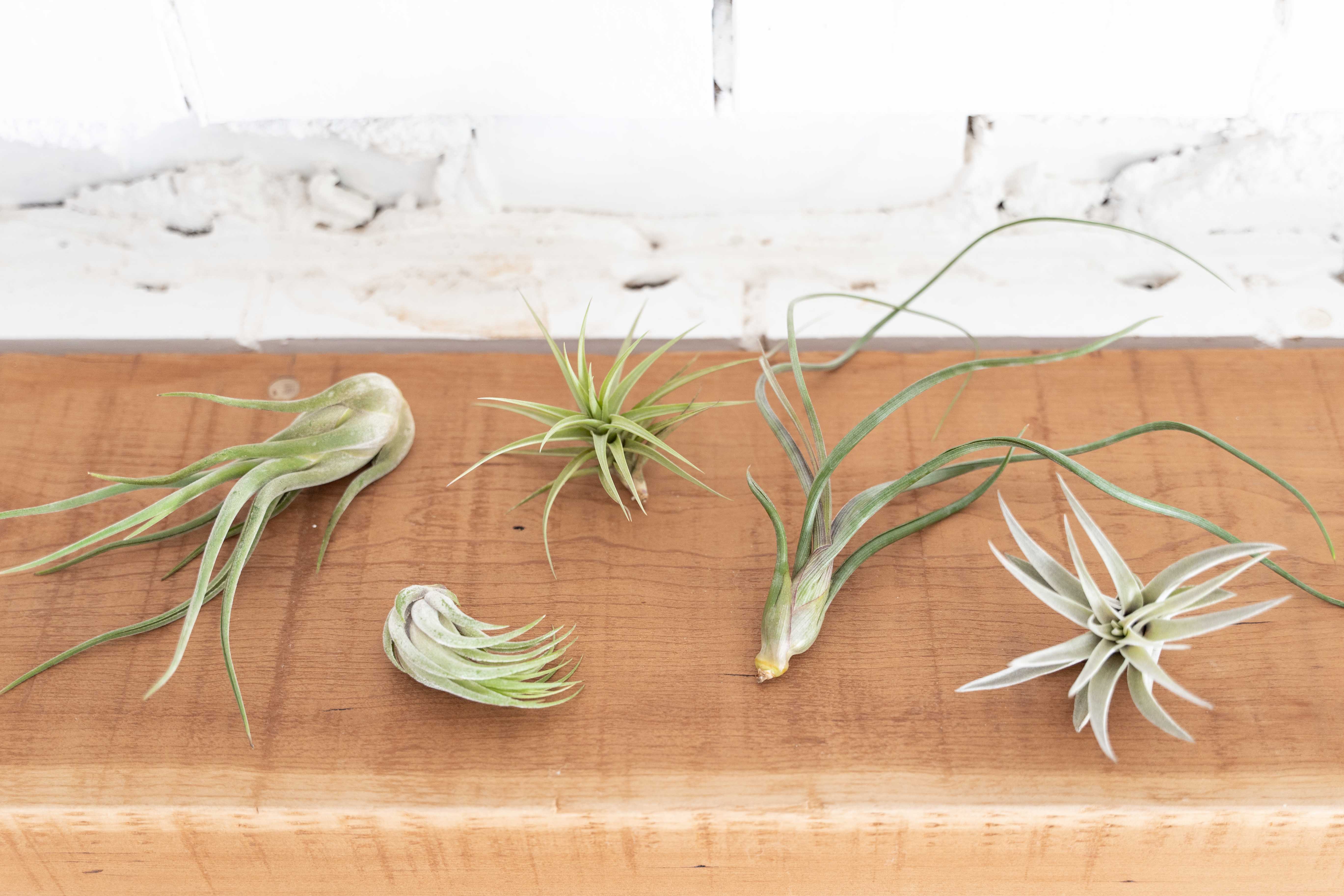 Wholesale: Beginner's Choice Tillandsia Air Plant Collection