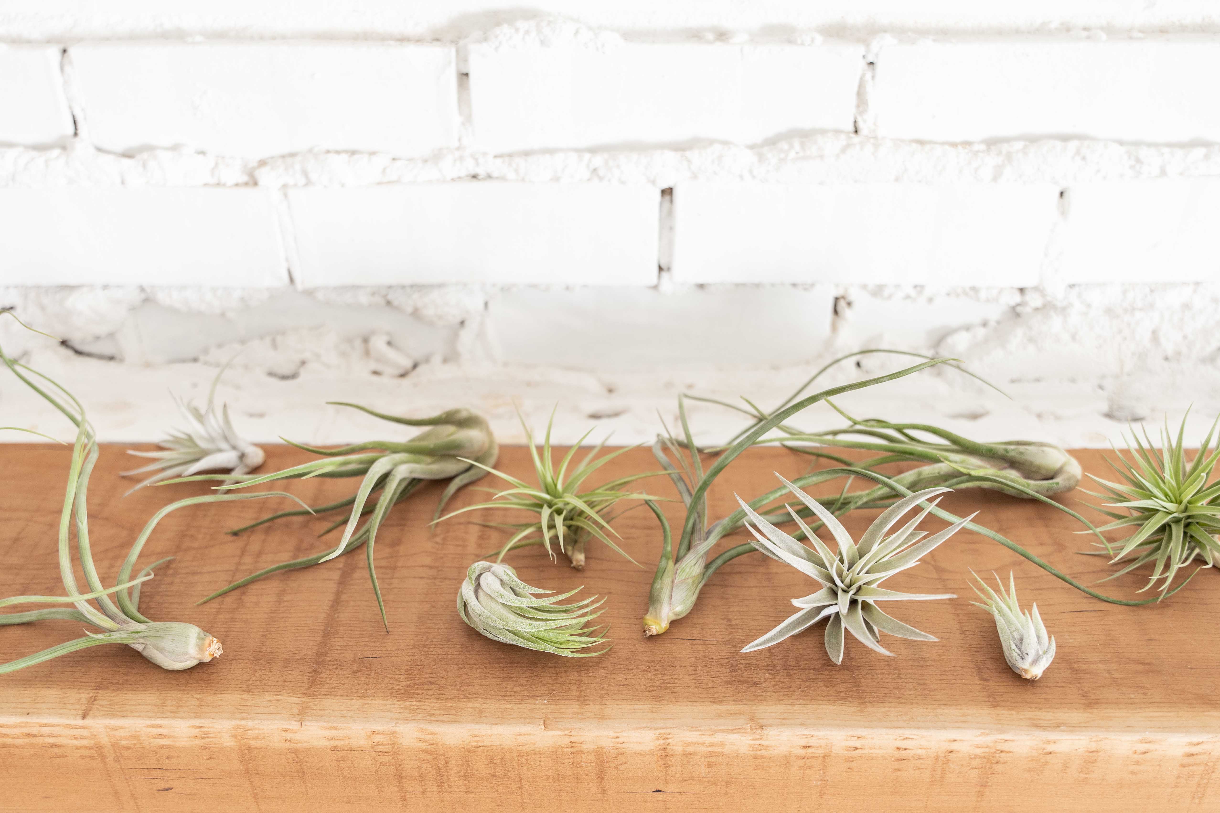 Wholesale: Beginner's Choice Tillandsia Air Plant Collection - Image 2