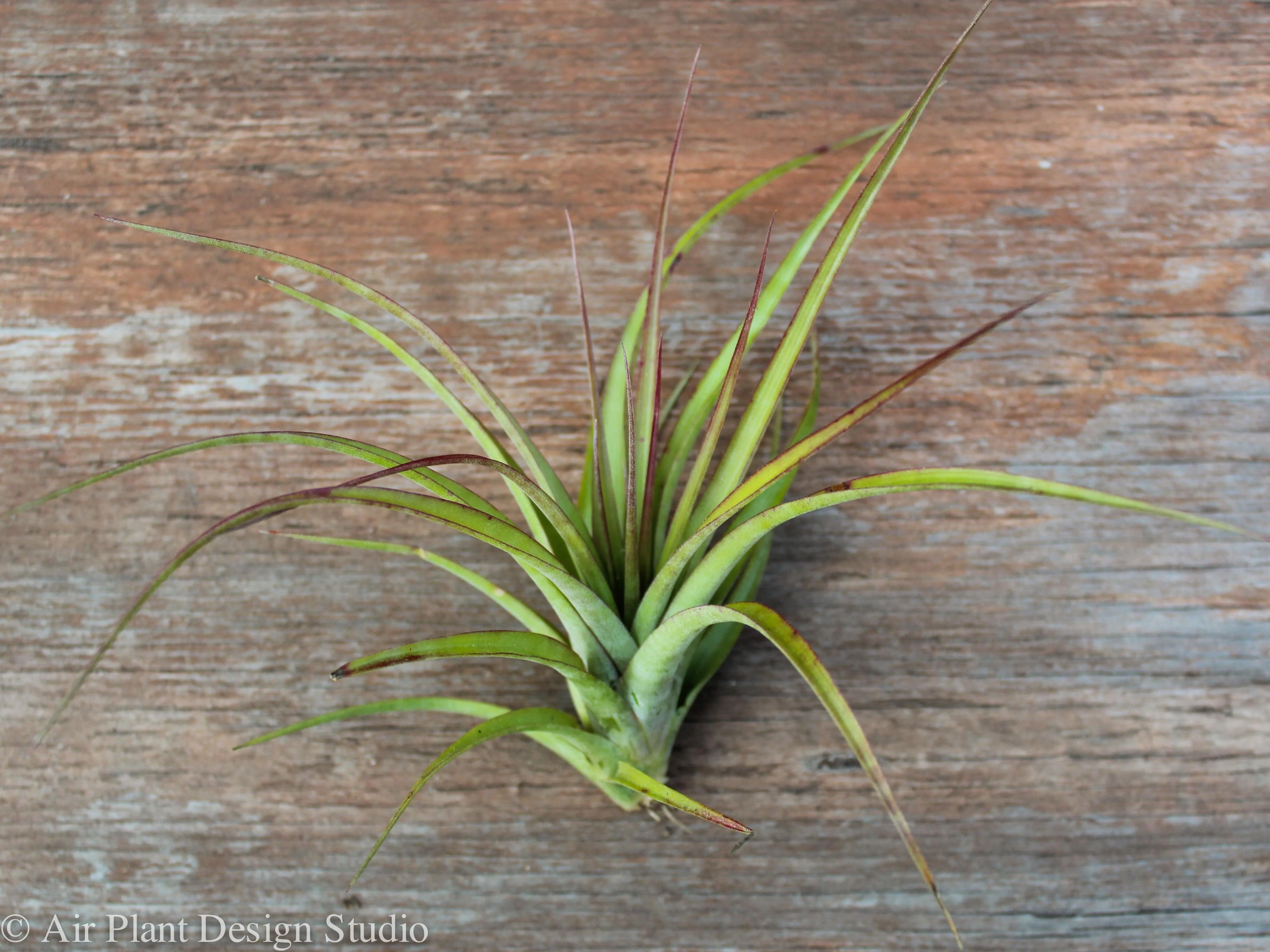 Wholesale Tillandsia 'Sparkler' (Brachycaulos x Concolor) Hybrid Air Plants - Image 2