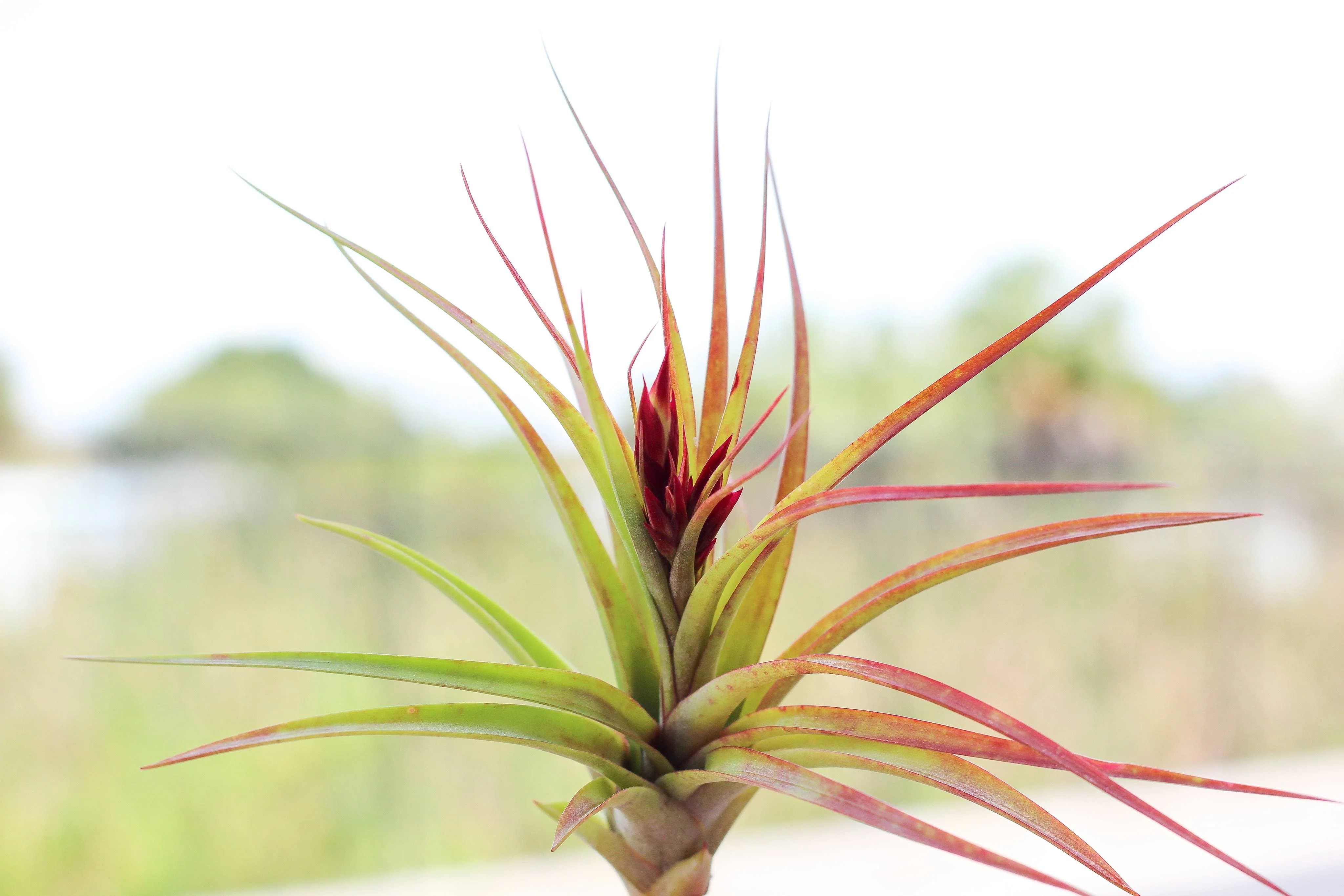 Wholesale Tillandsia 'Sparkler' (Brachycaulos x Concolor) Hybrid Air Plants - Image 3