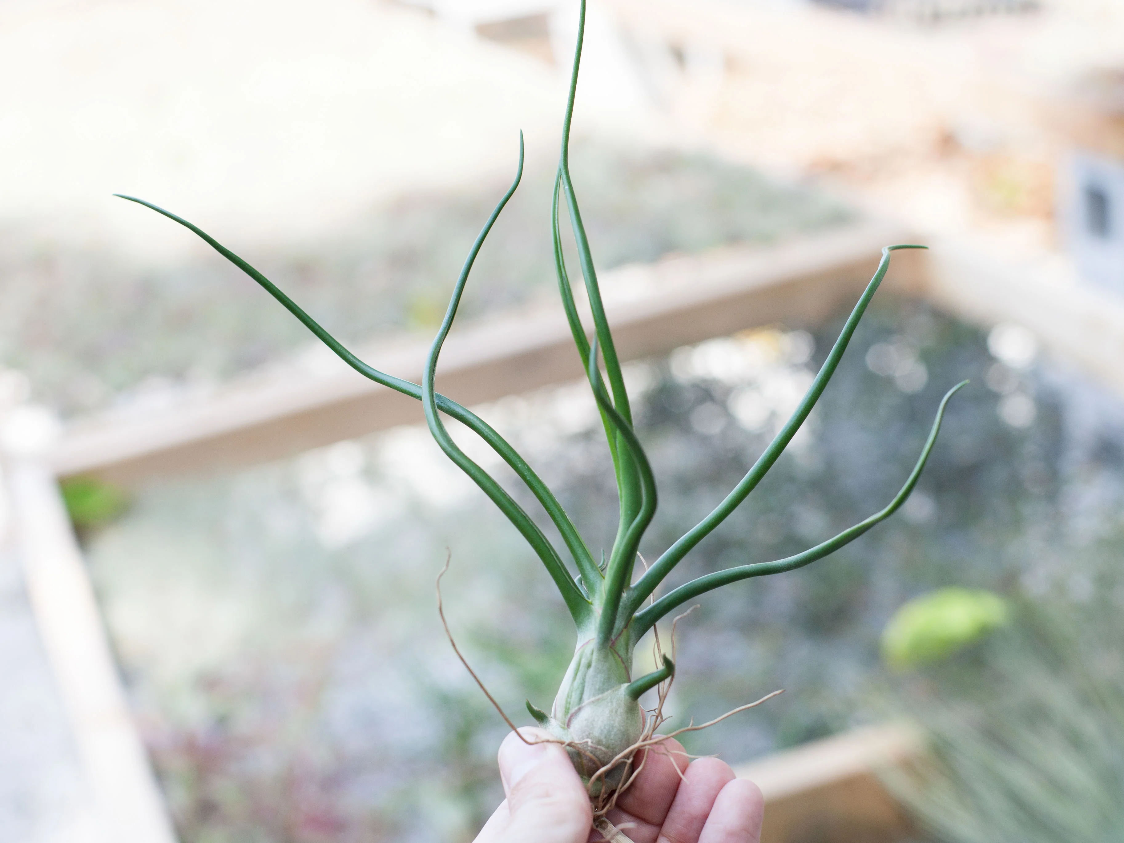 Wholesale: Tillandsia Bulbosa Belize / 6-8 Inch Plants