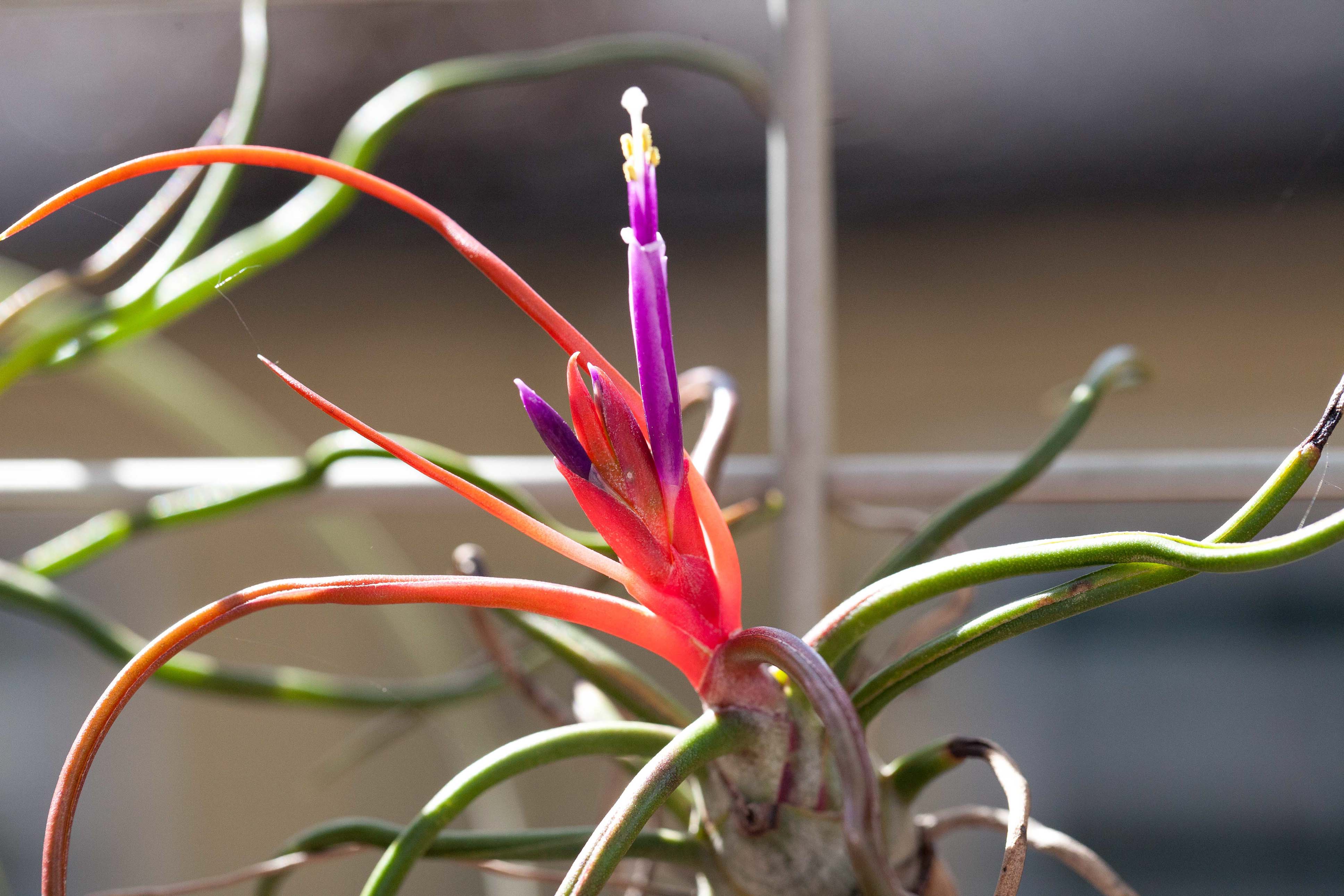 Wholesale: Tillandsia Bulbosa Belize / 6-8 Inch Plants - Image 2