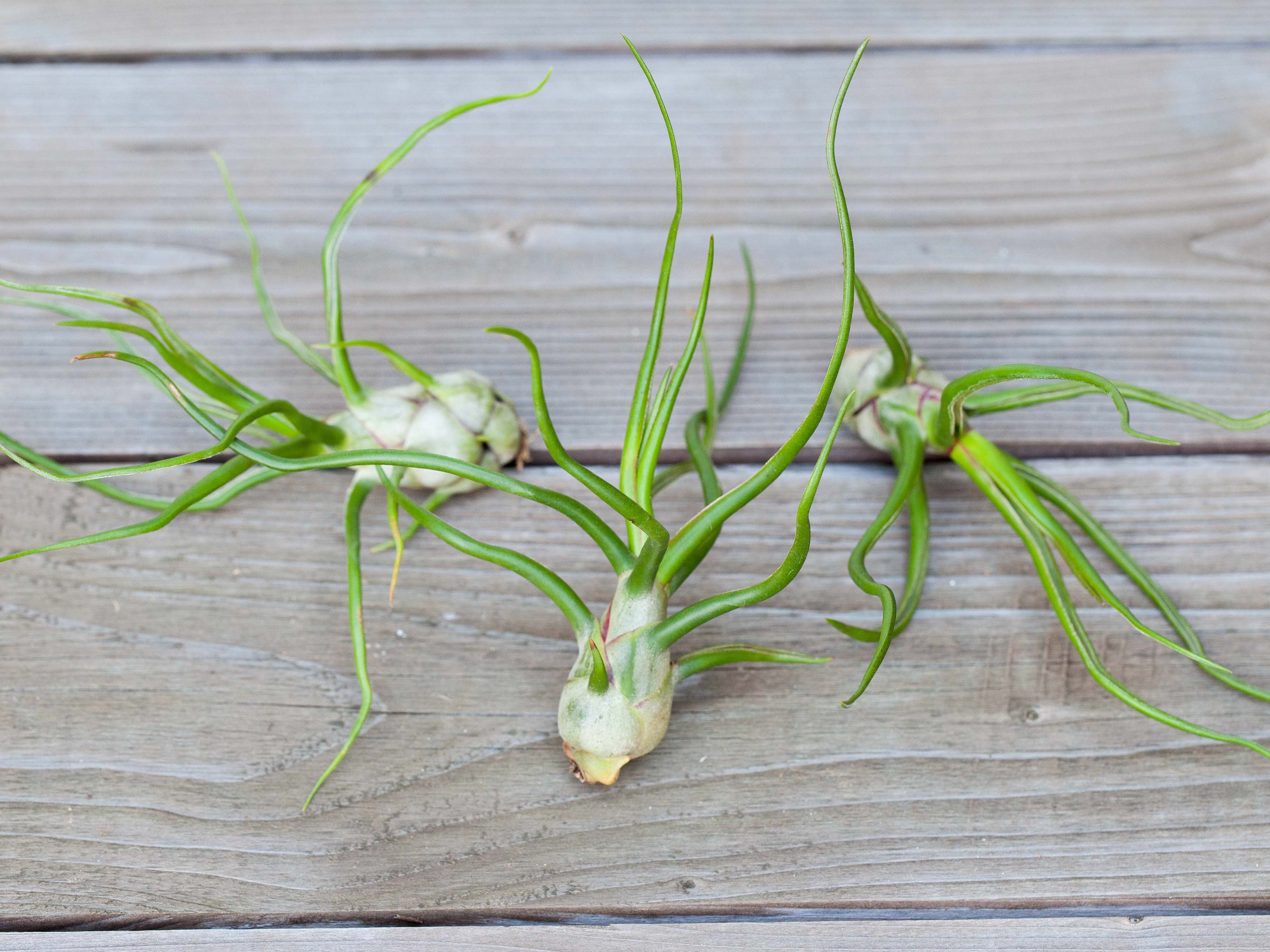 Wholesale: Tillandsia Bulbosa Belize / 6-8 Inch Plants - Image 4