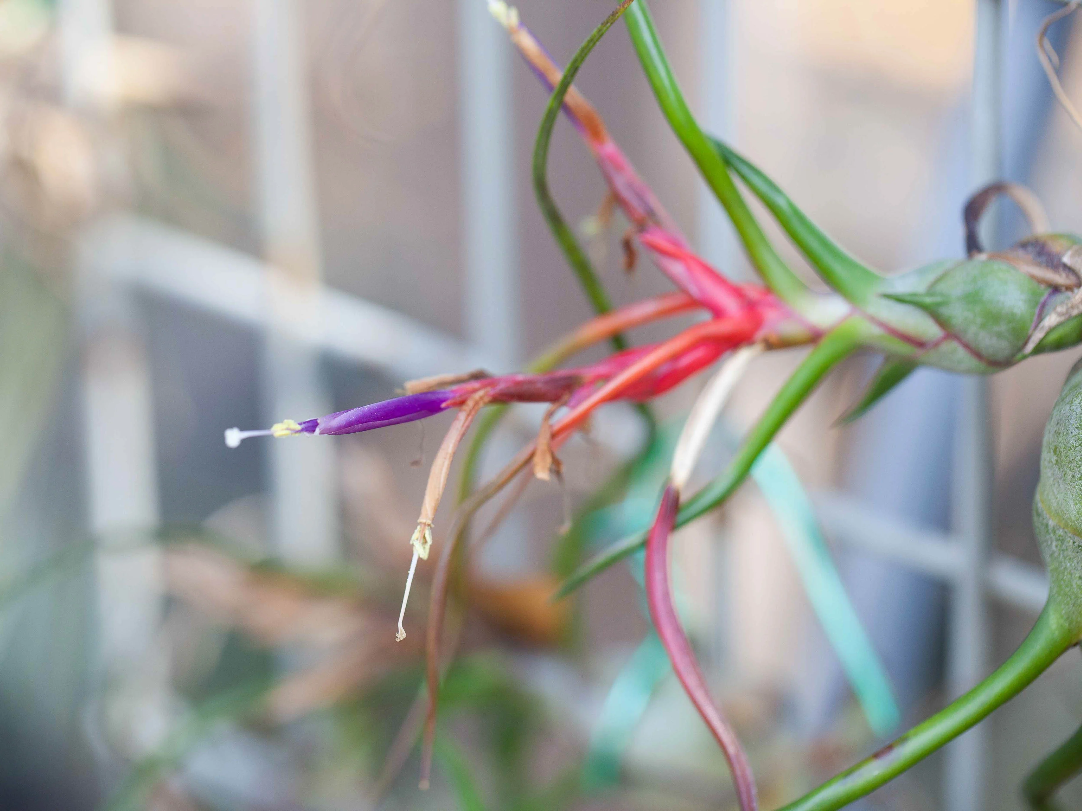 Wholesale: Tillandsia Bulbosa Belize / 6-8 Inch Plants - Image 5