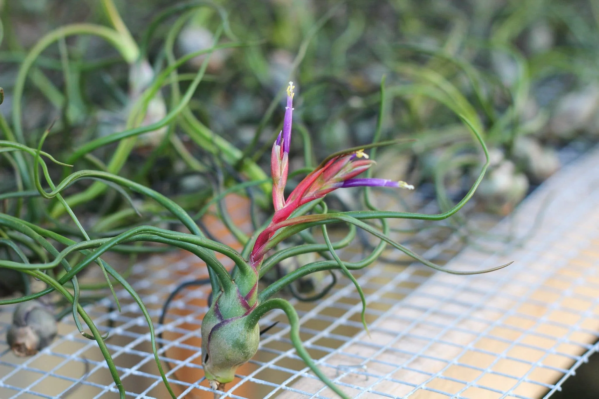 Wholesale: Tillandsia Bulbosa Guatemala Air Plants